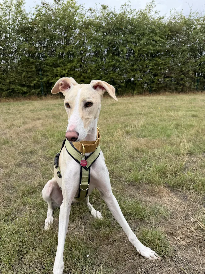 Ned – 2 year old Male
