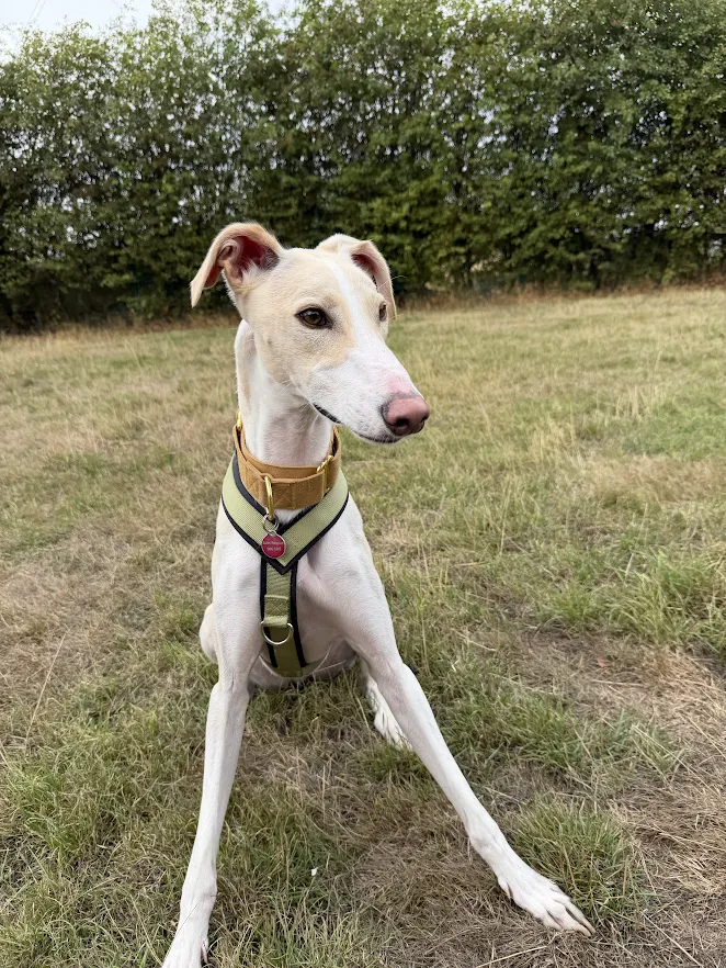 Ned – 2 year old Male
