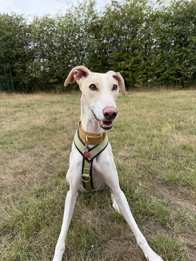 Ned – 2 year old Male
