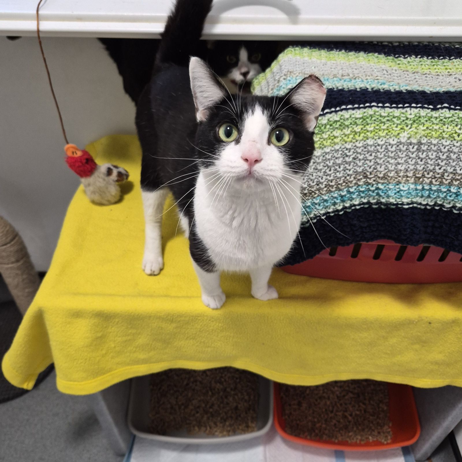 Duke and Panda- 2 Year Old Males (Available Soon)