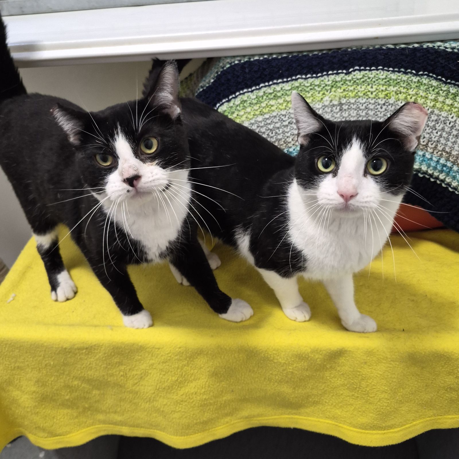 Duke and Panda- 2 Year Old Males (Available Soon)