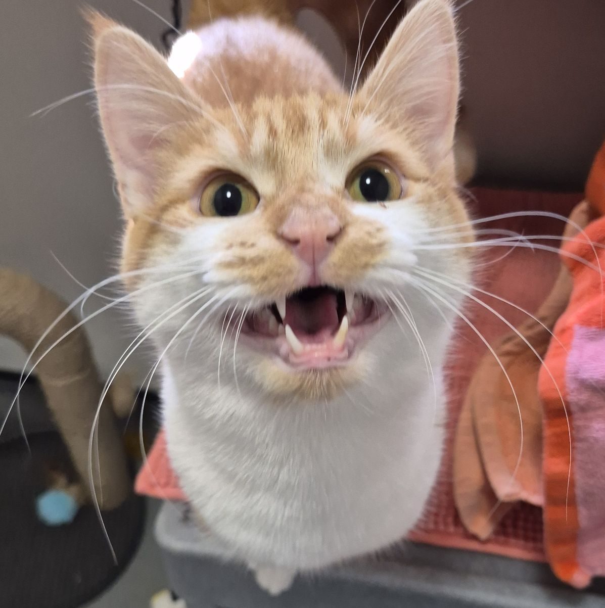 Mango- 2 Year Old Male