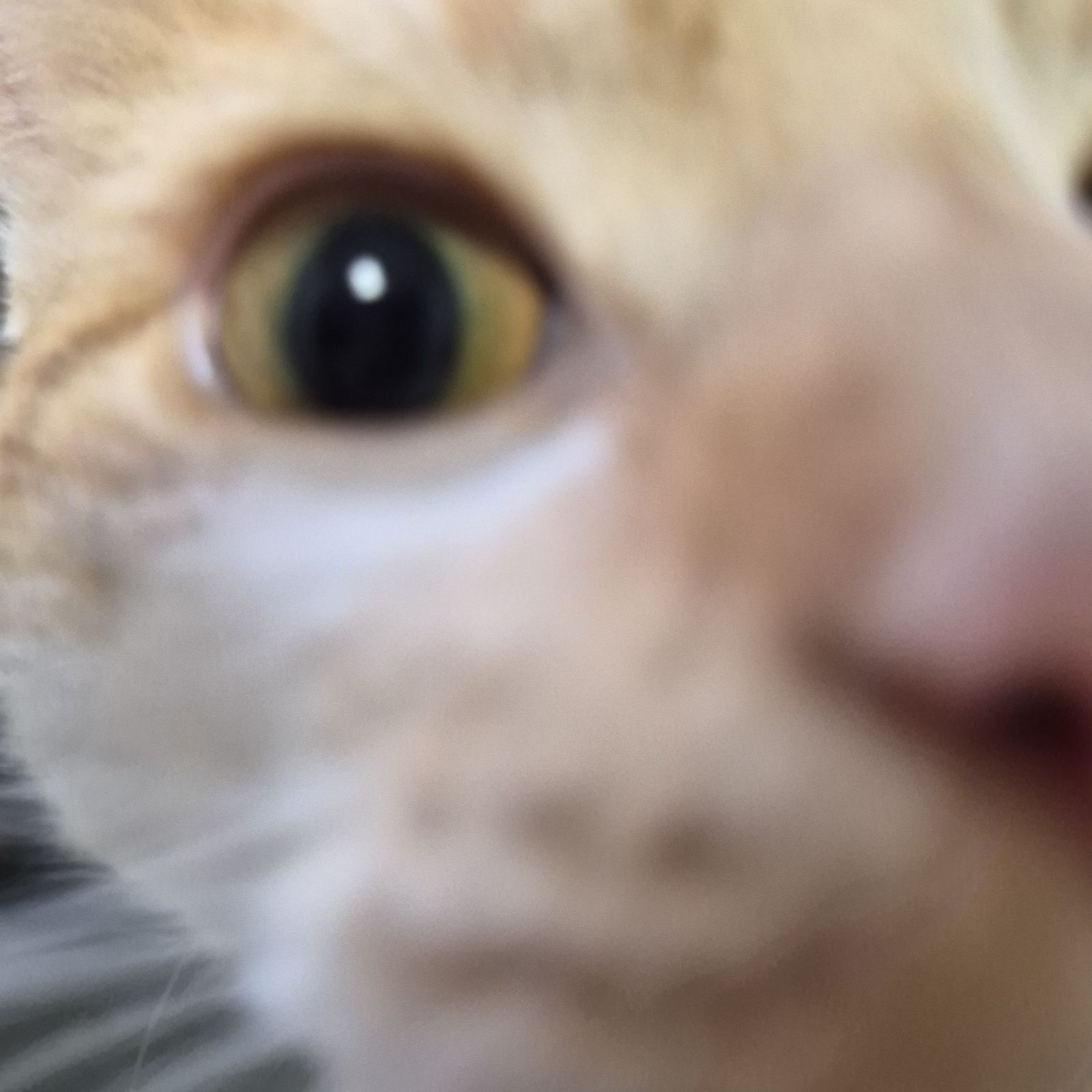 Mango- 2 Year Old Male