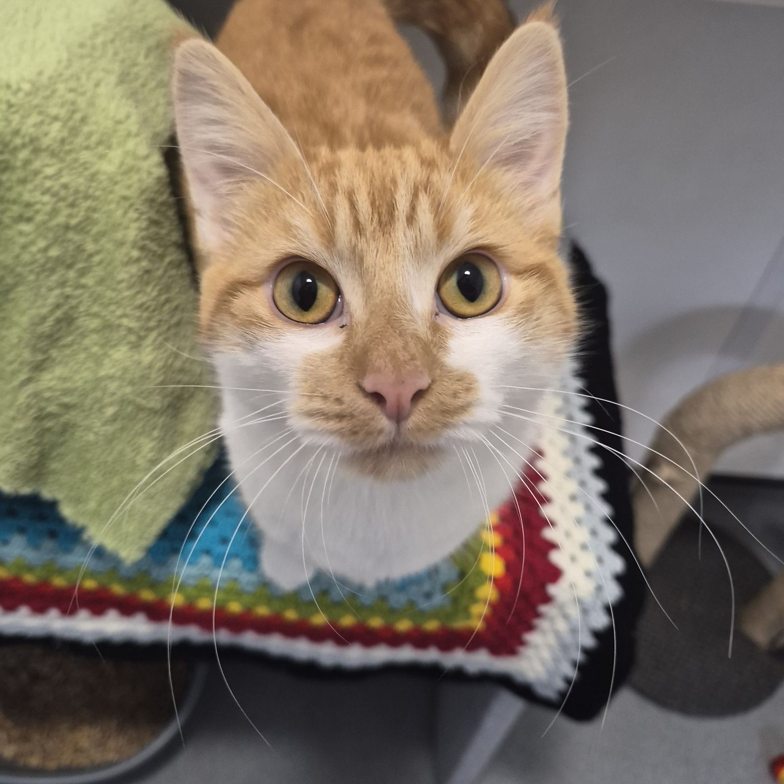 Mango- 2 Year Old Male