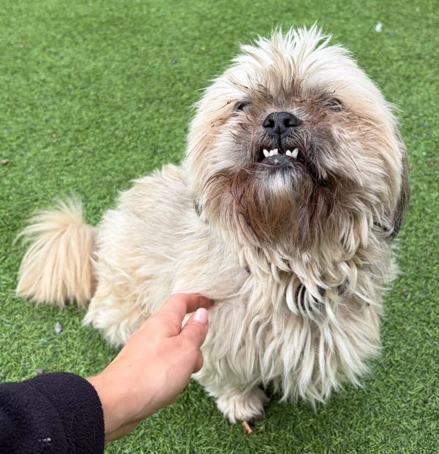 Poppy – 10 Year Old Female