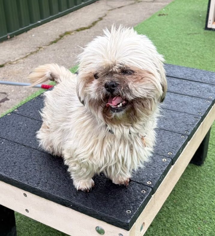 Poppy – 10 Year Old Female