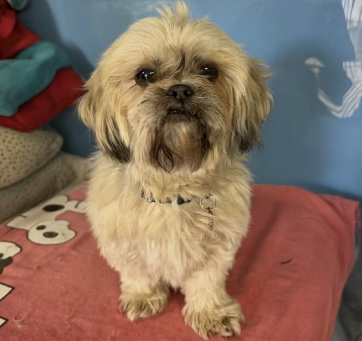Poppy – 10 Year Old Female