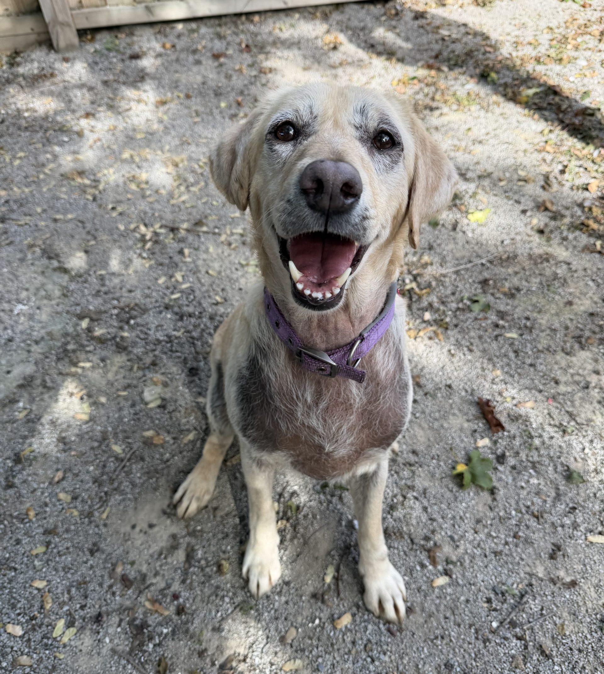 Darcey – 8 year old Female