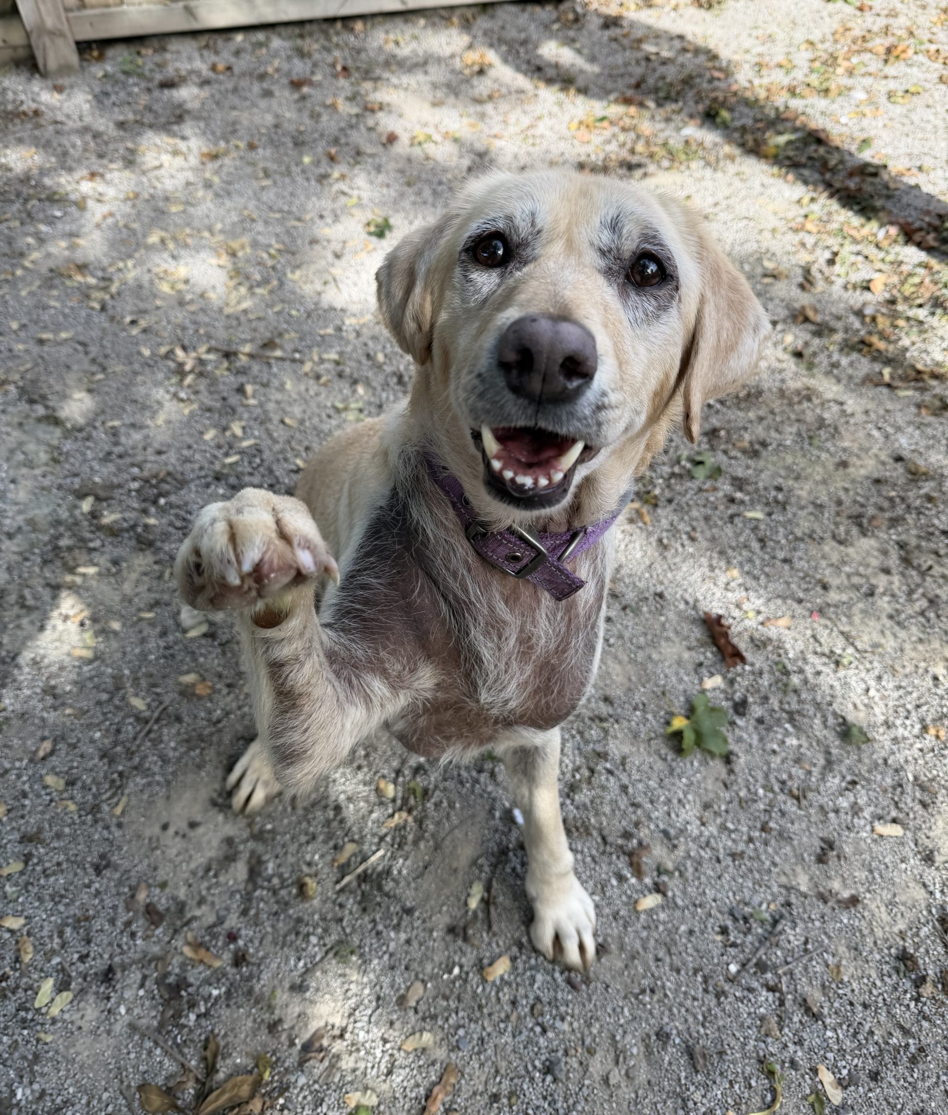 Darcey – 8 year old Female