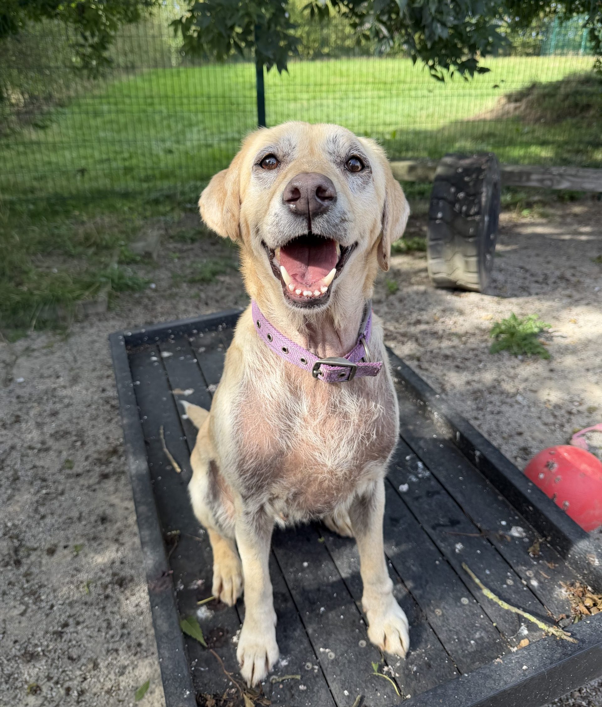 Darcey – 8 year old Female