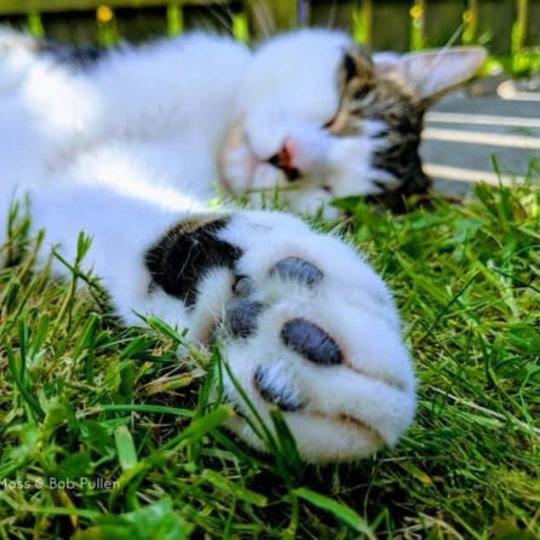 A RAIN Rescue cat enjoying some quiet time outdoors on the grass while being cared for by the RAIN team