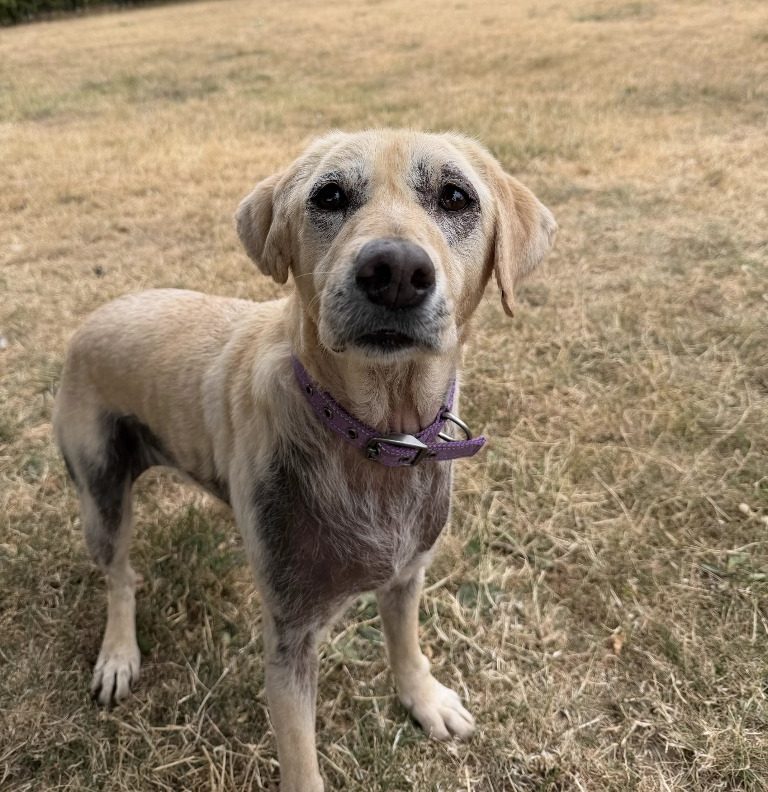 Darcey – 8 year old Female