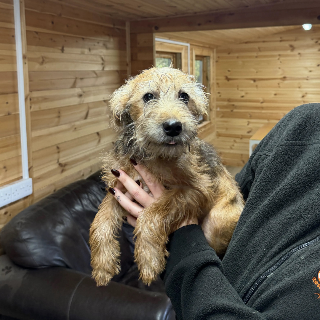Jasper – 5 month old Male