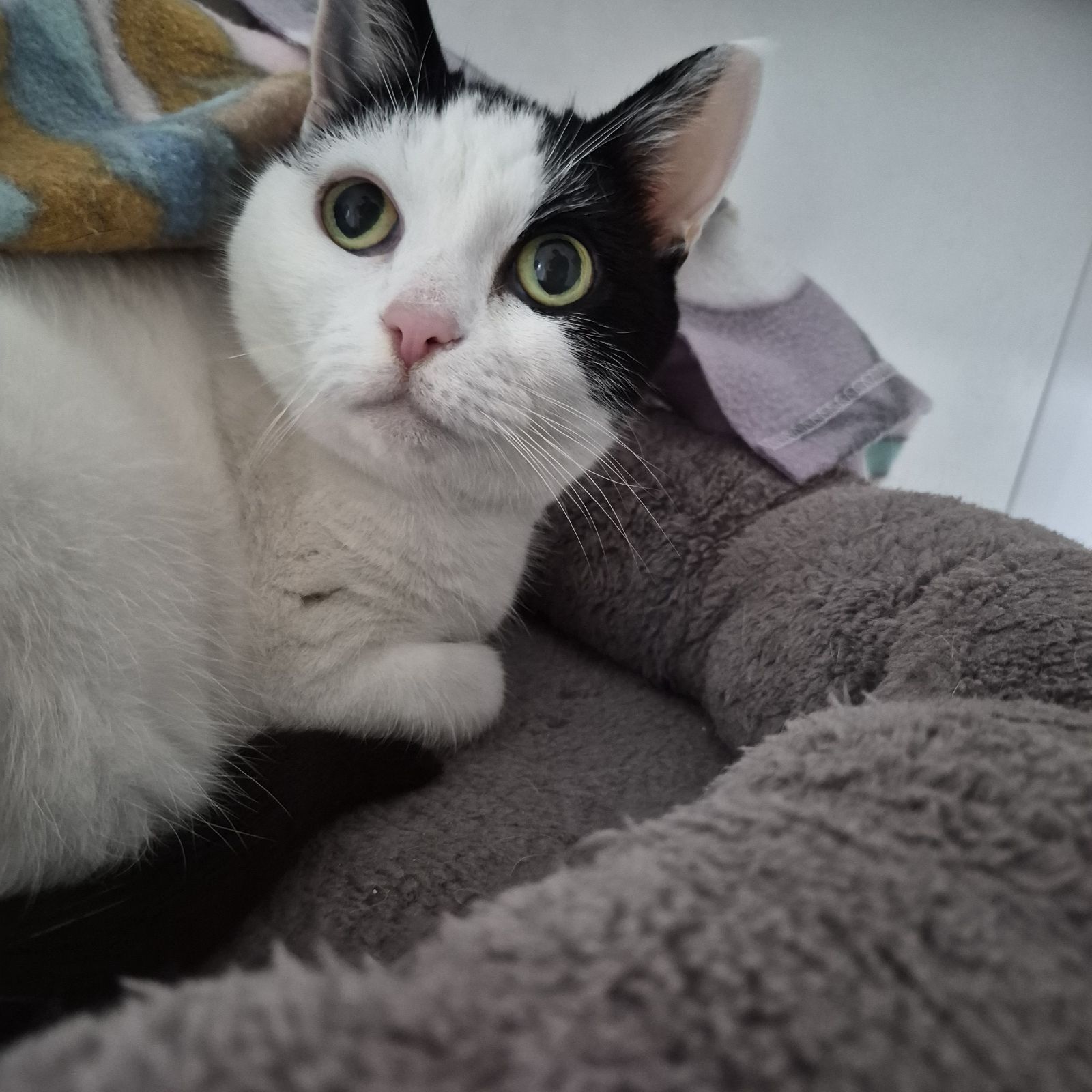 Harley- 12 Year Old Female