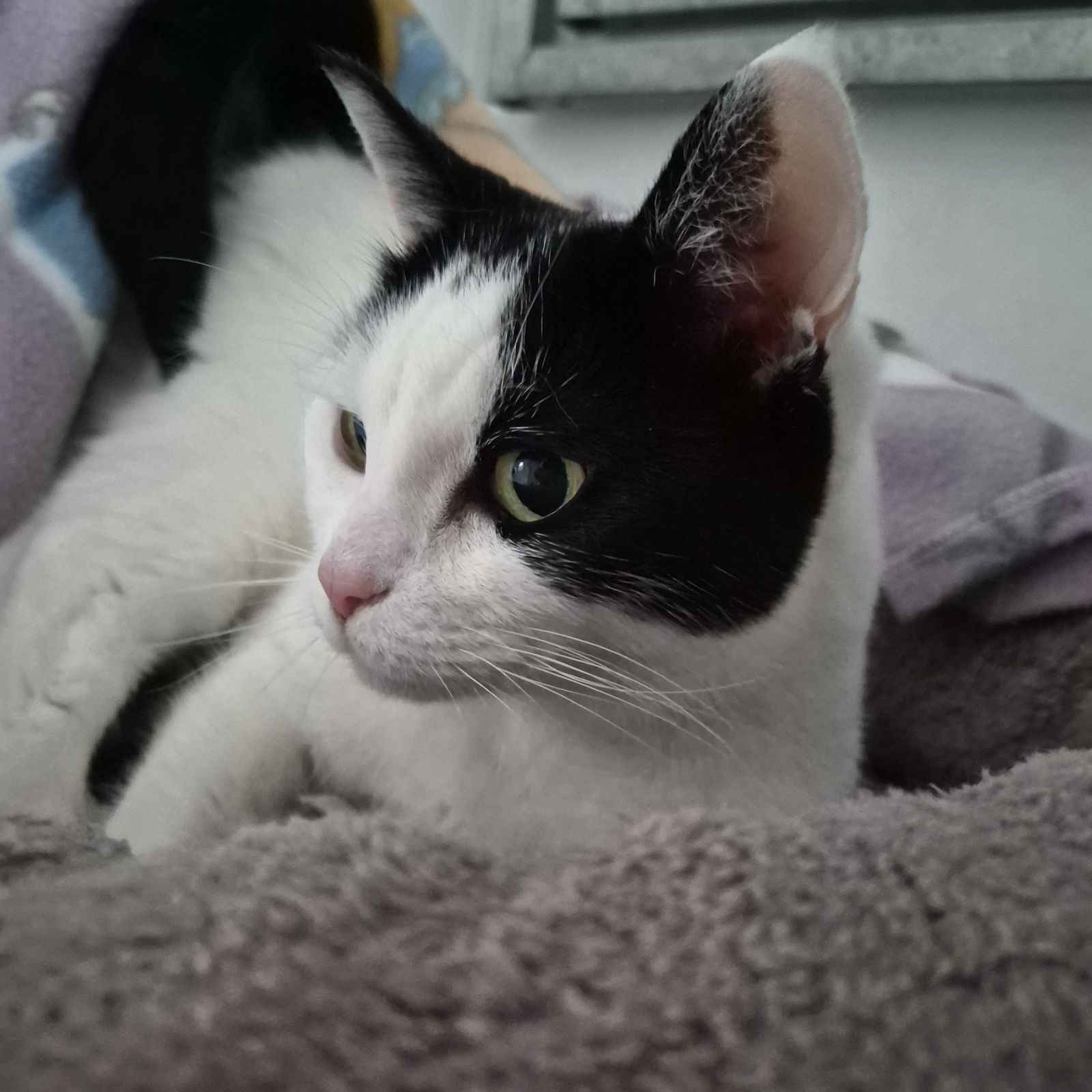 Harley- 12 Year Old Female