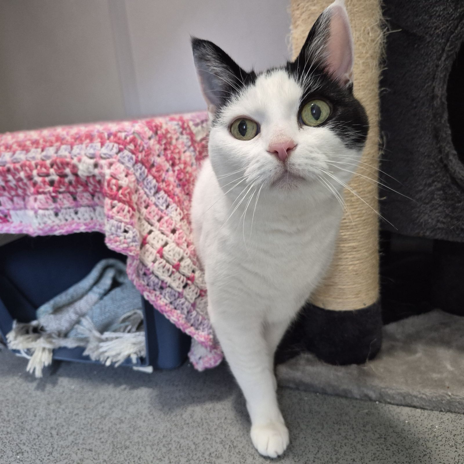 Harley- 12 Year Old Female