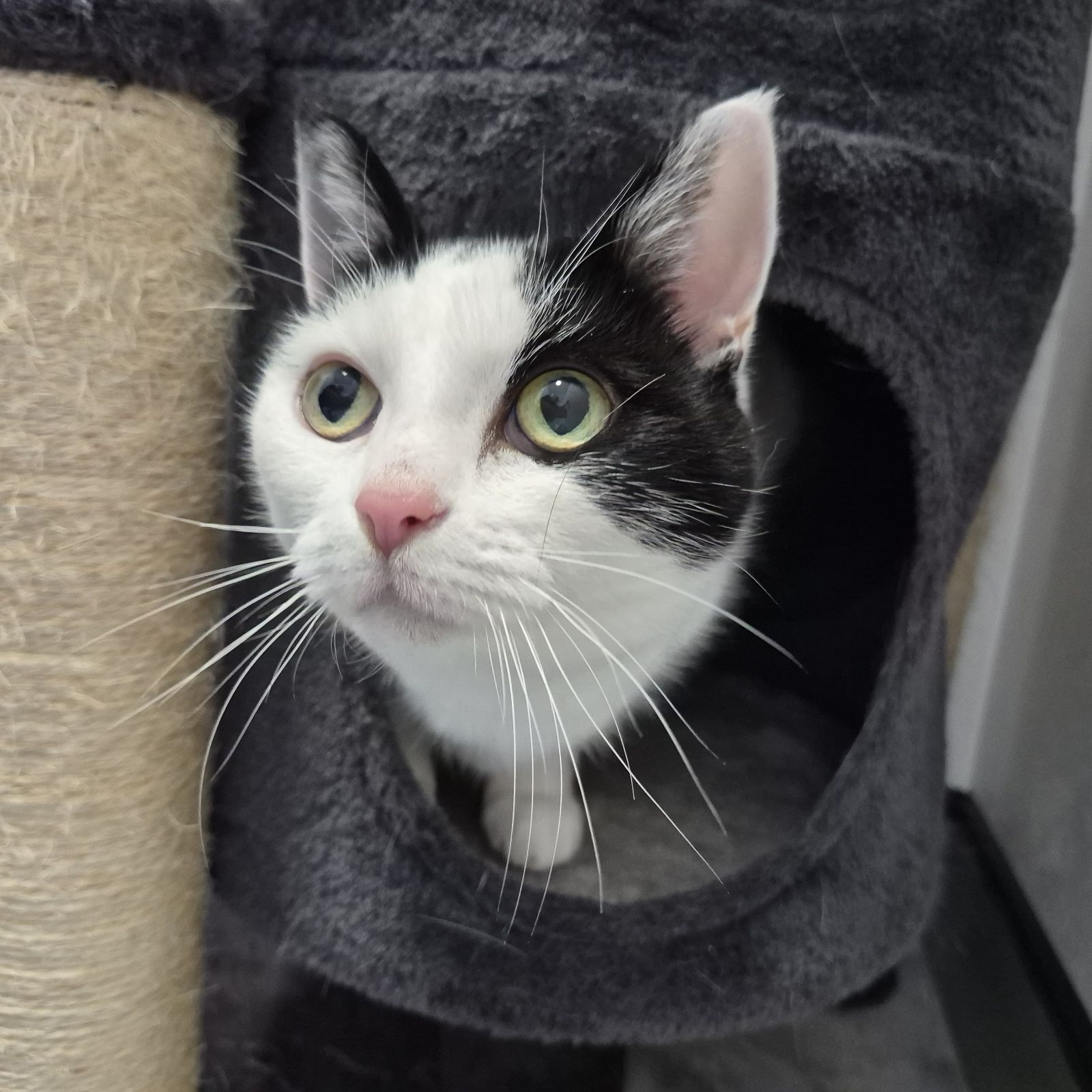 Harley- 12 Year Old Female