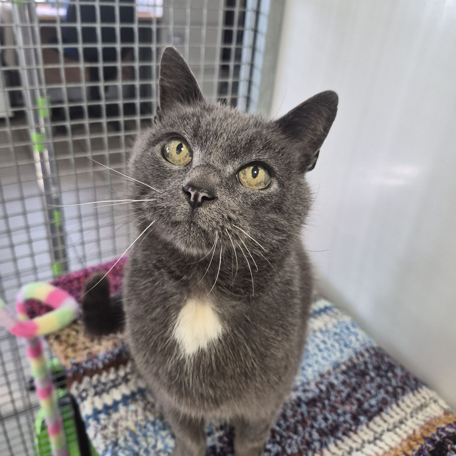 Coconut- 14 Year Old Male