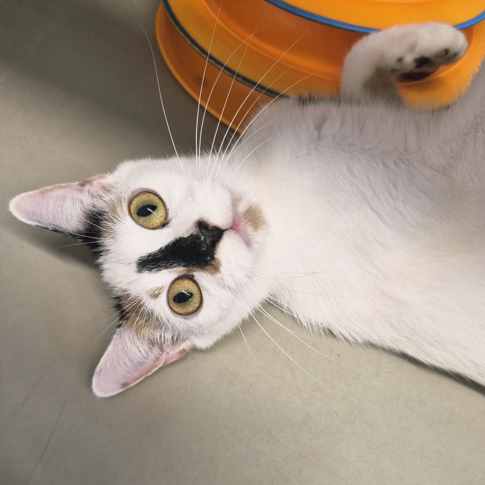 Toffee- 11 Month Old Female