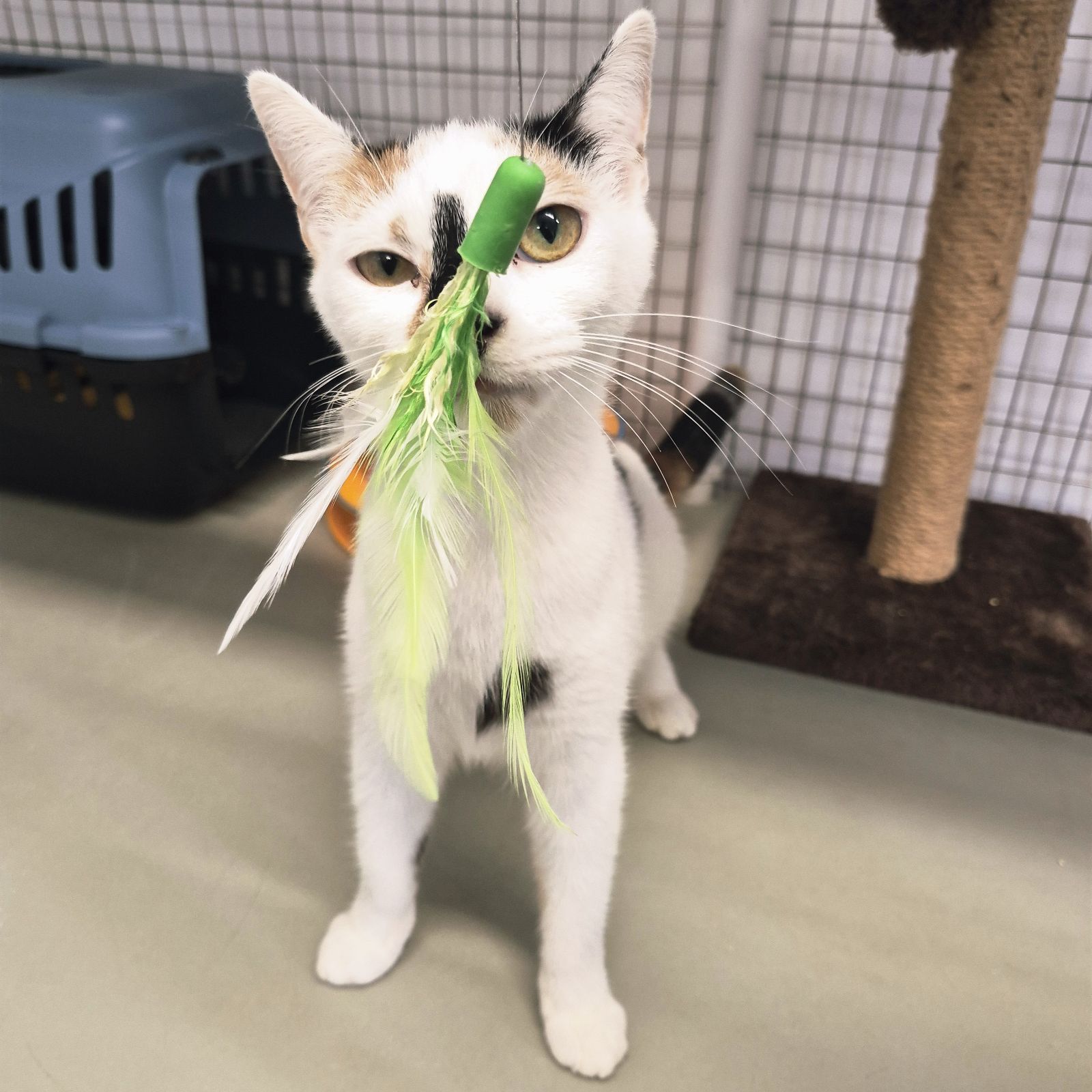 Toffee- 11 Month Old Female