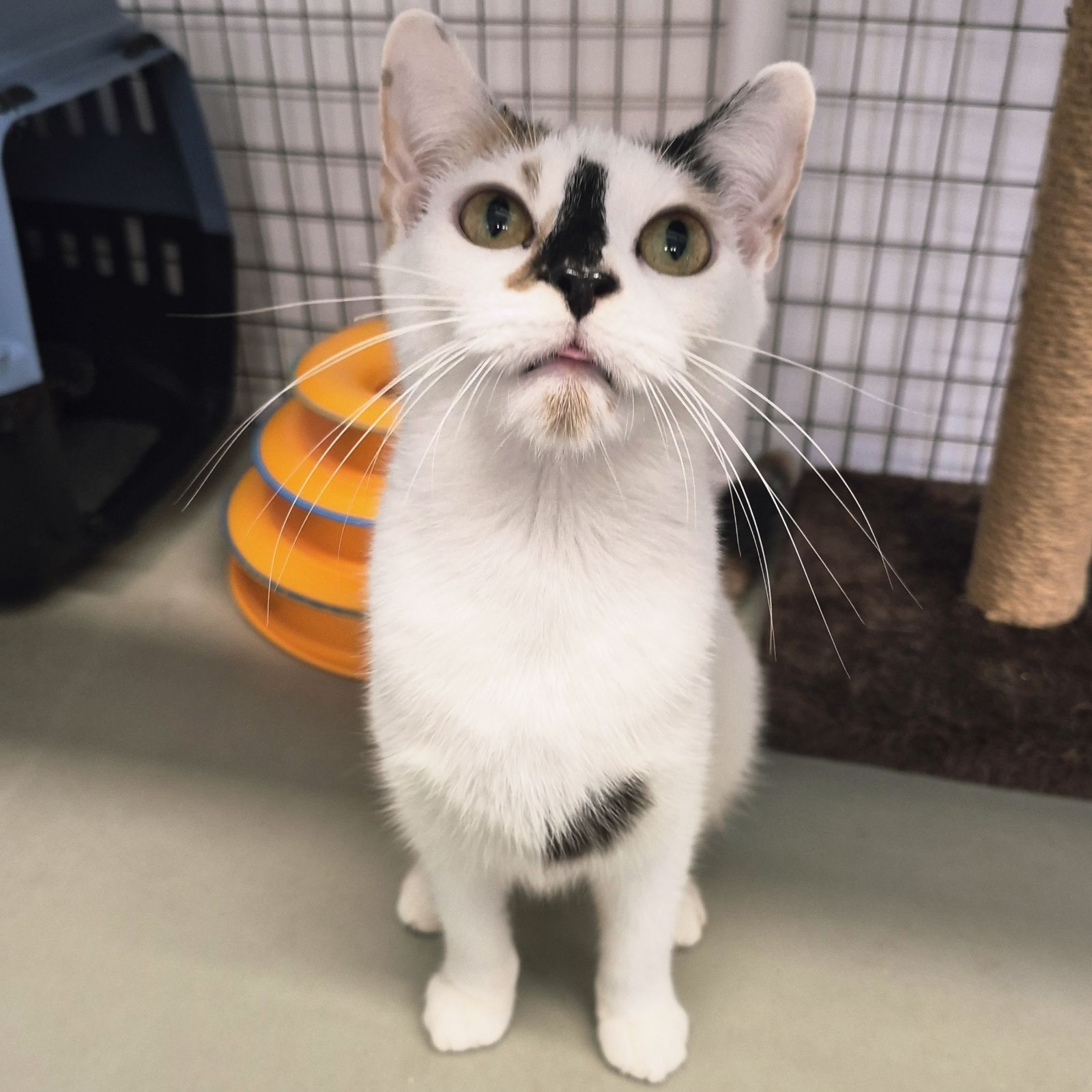Toffee- 11 Month Old Female