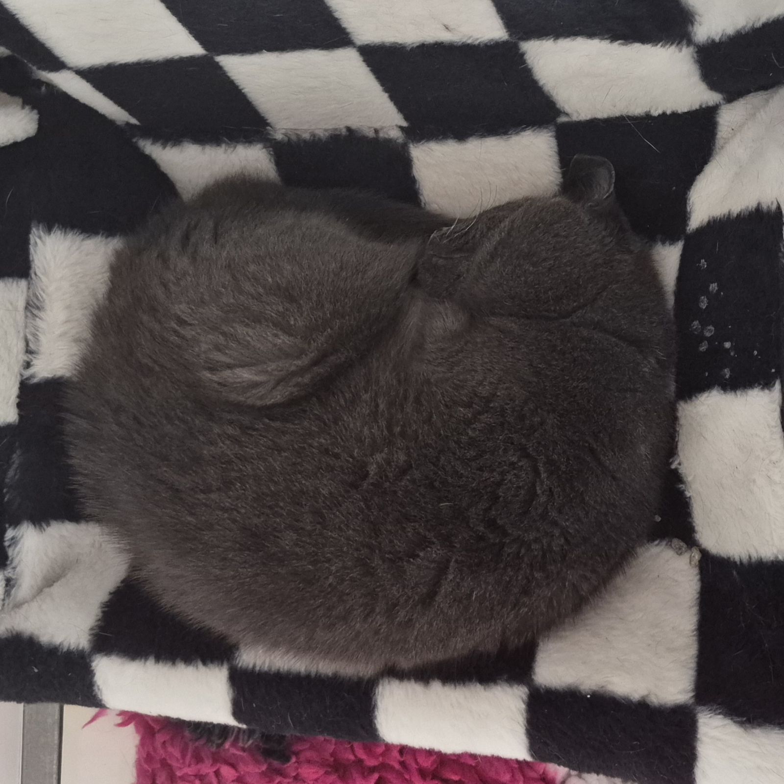 Coconut- 14 Year Old Male