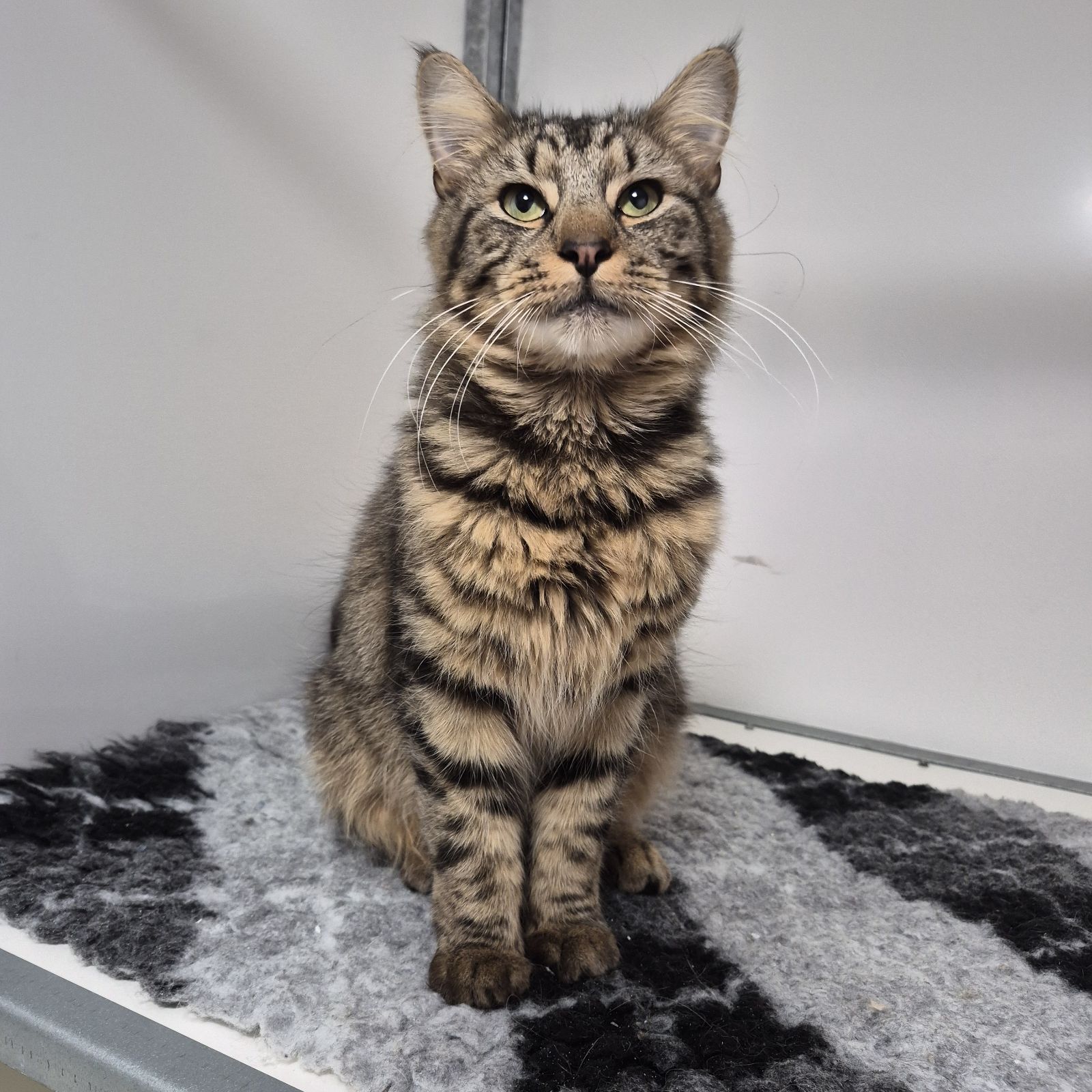 Tiger and Albert- 1 Year Old Males