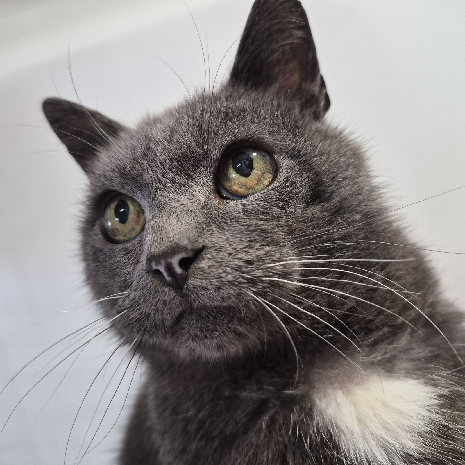 Coconut- 14 Year Old Male
