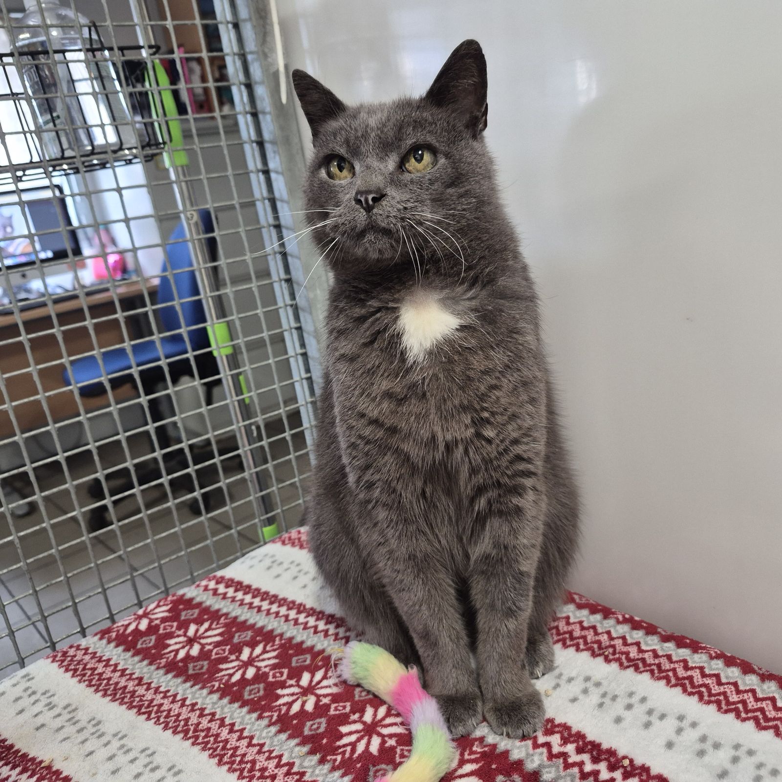 Coconut- 14 Year Old Male