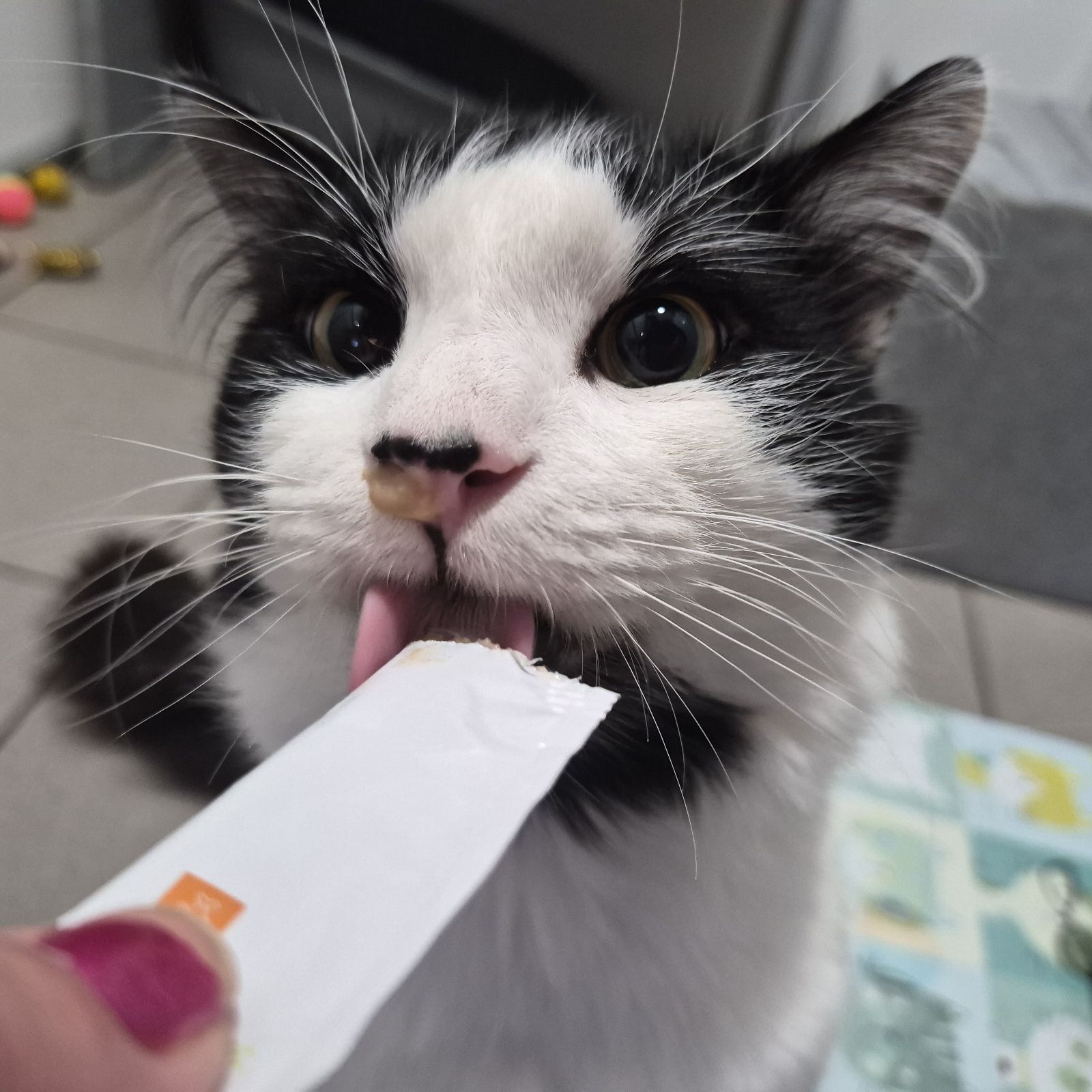 Mario-2 Year Old Male