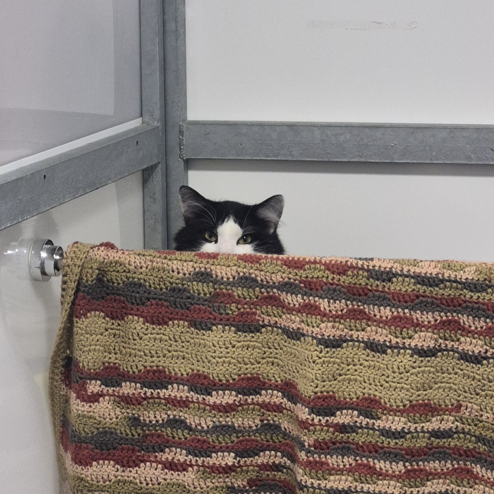 Mario-2 Year Old Male