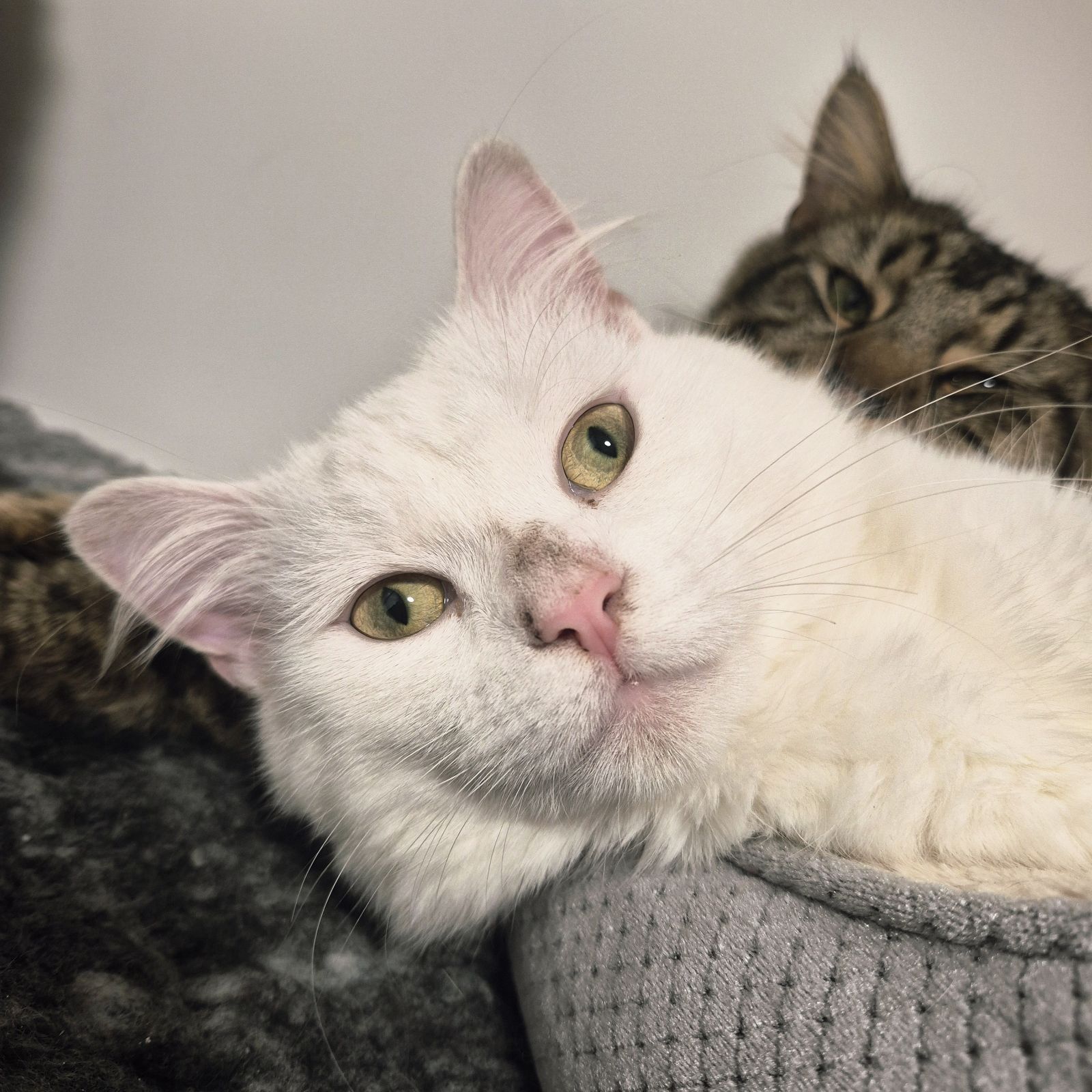 Tiger and Albert- 1 Year Old Males