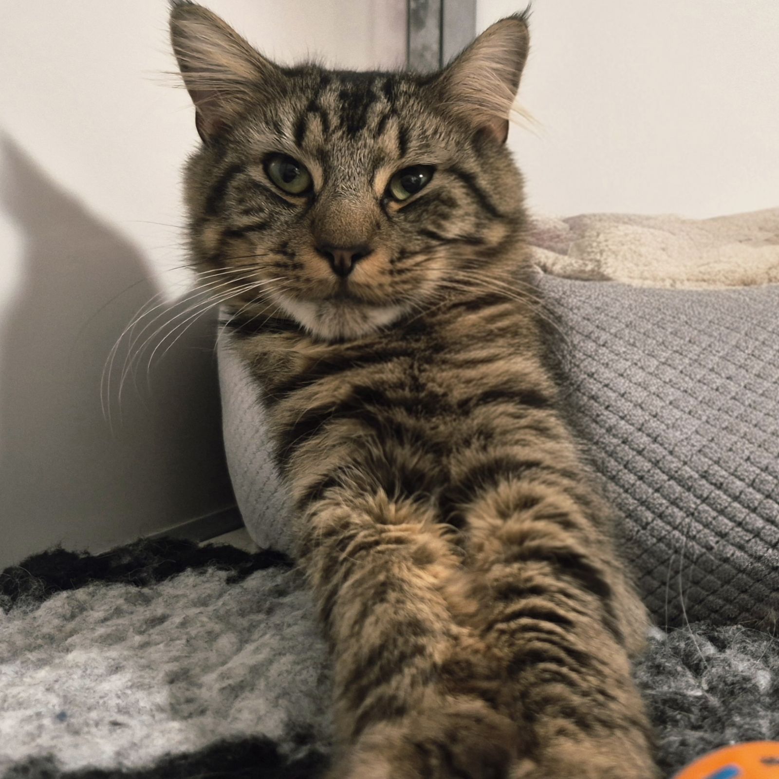 Tiger and Albert- 1 Year Old Males