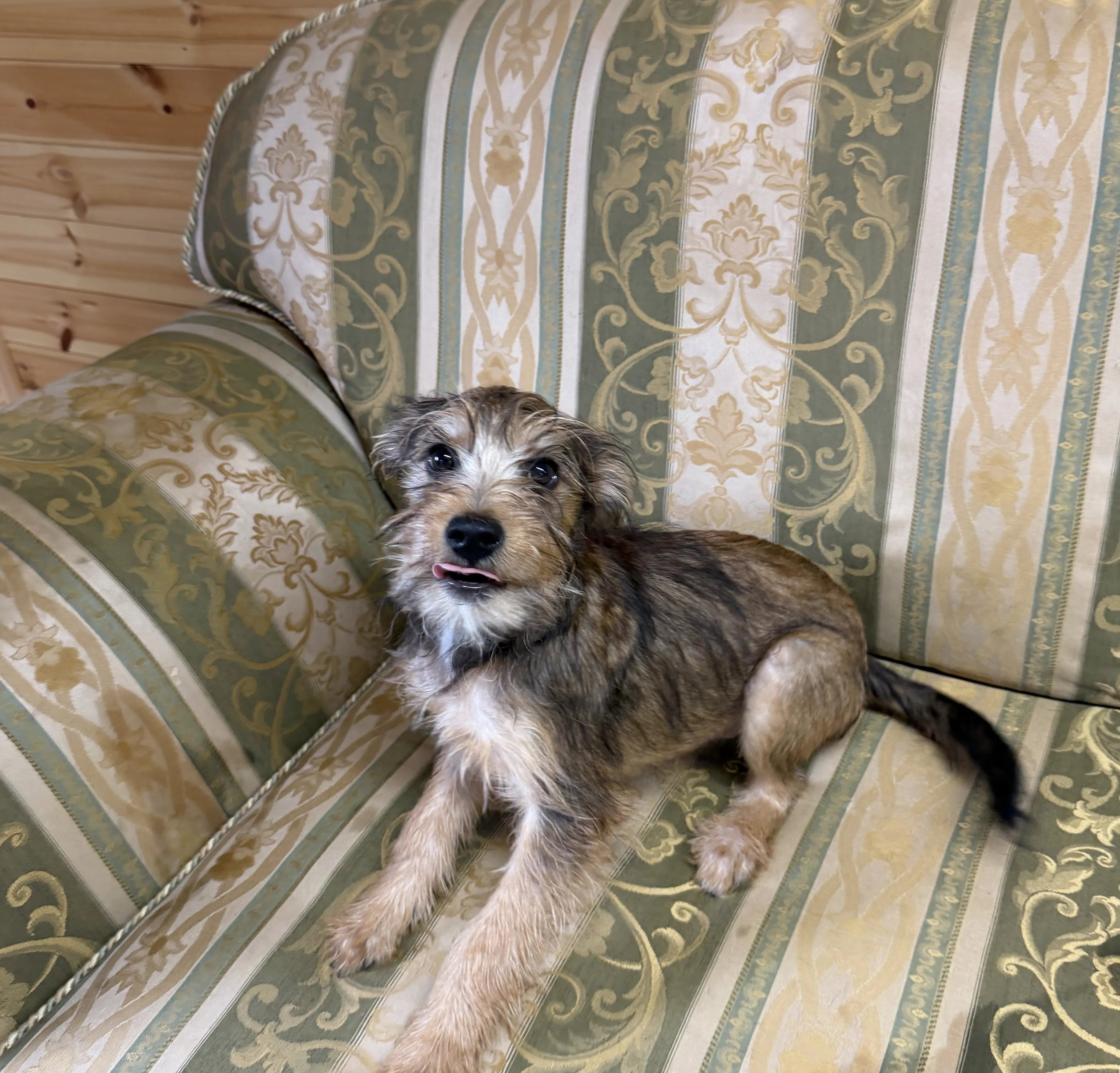 Edward – 5 month old Male