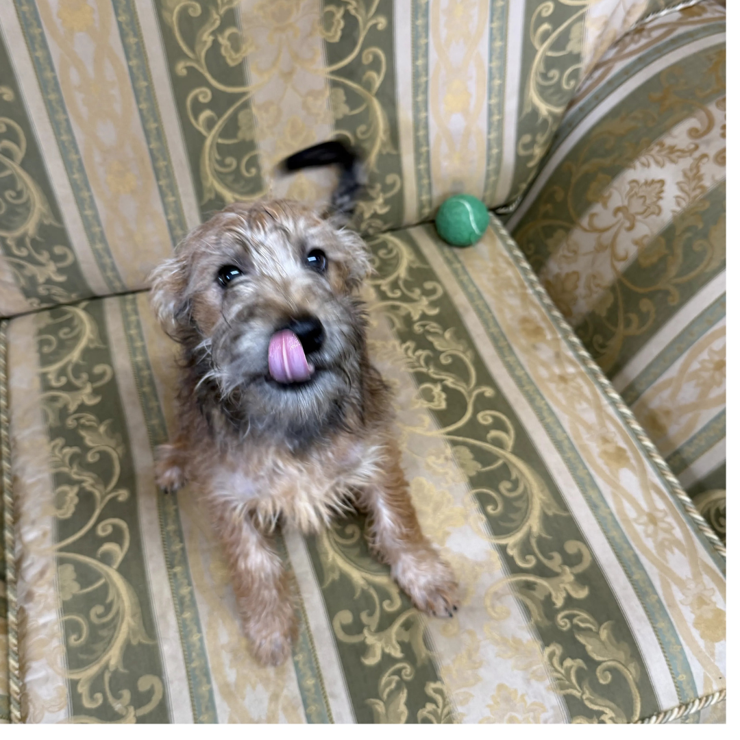 Jasper – 5 month old Male