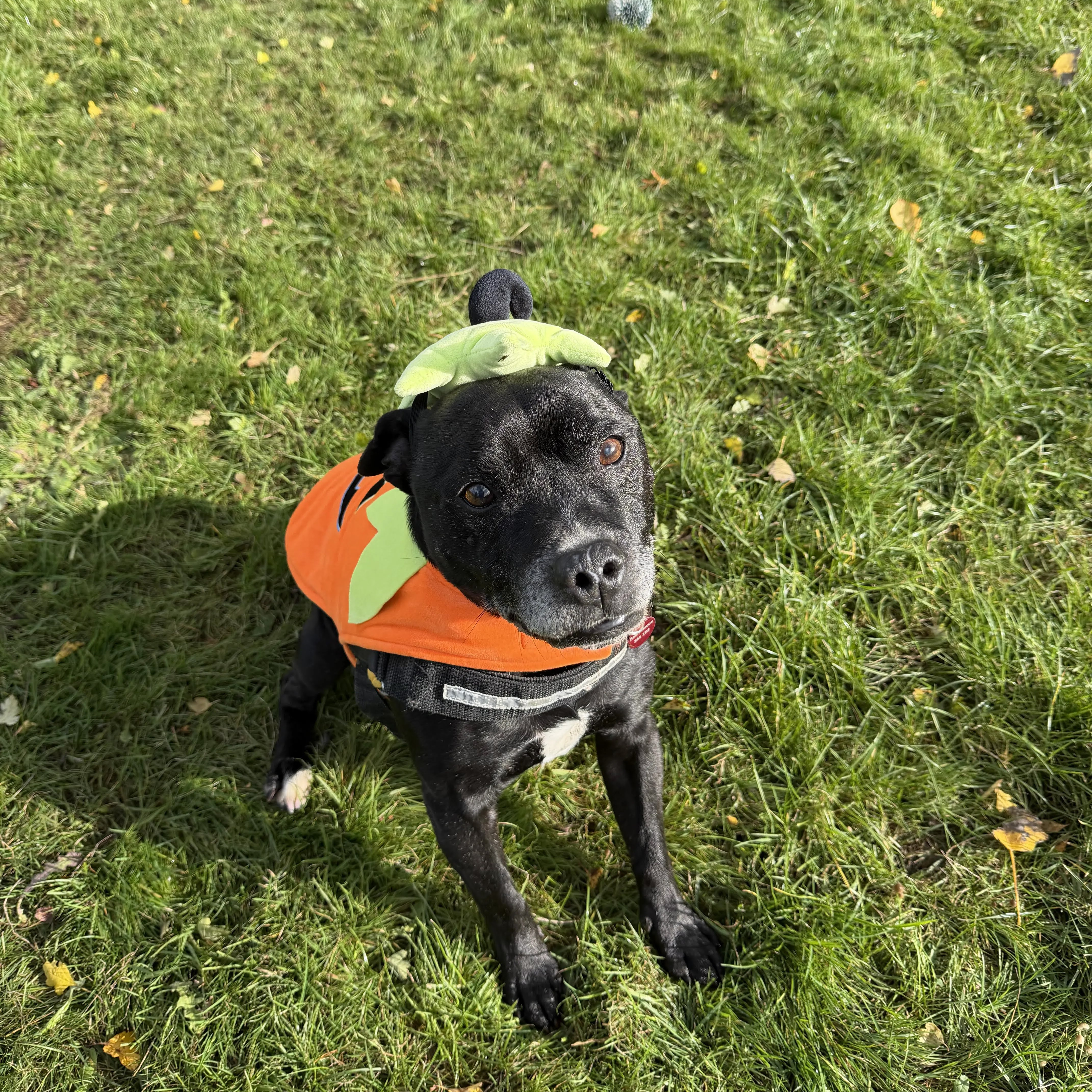 Tyson – 13 year old Male