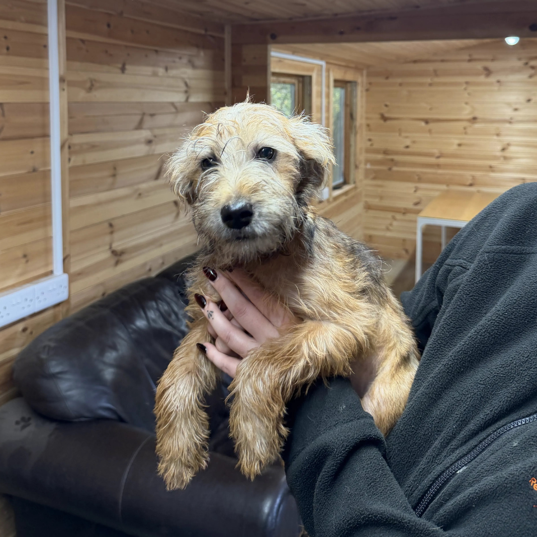 Jasper – 5 month old Male
