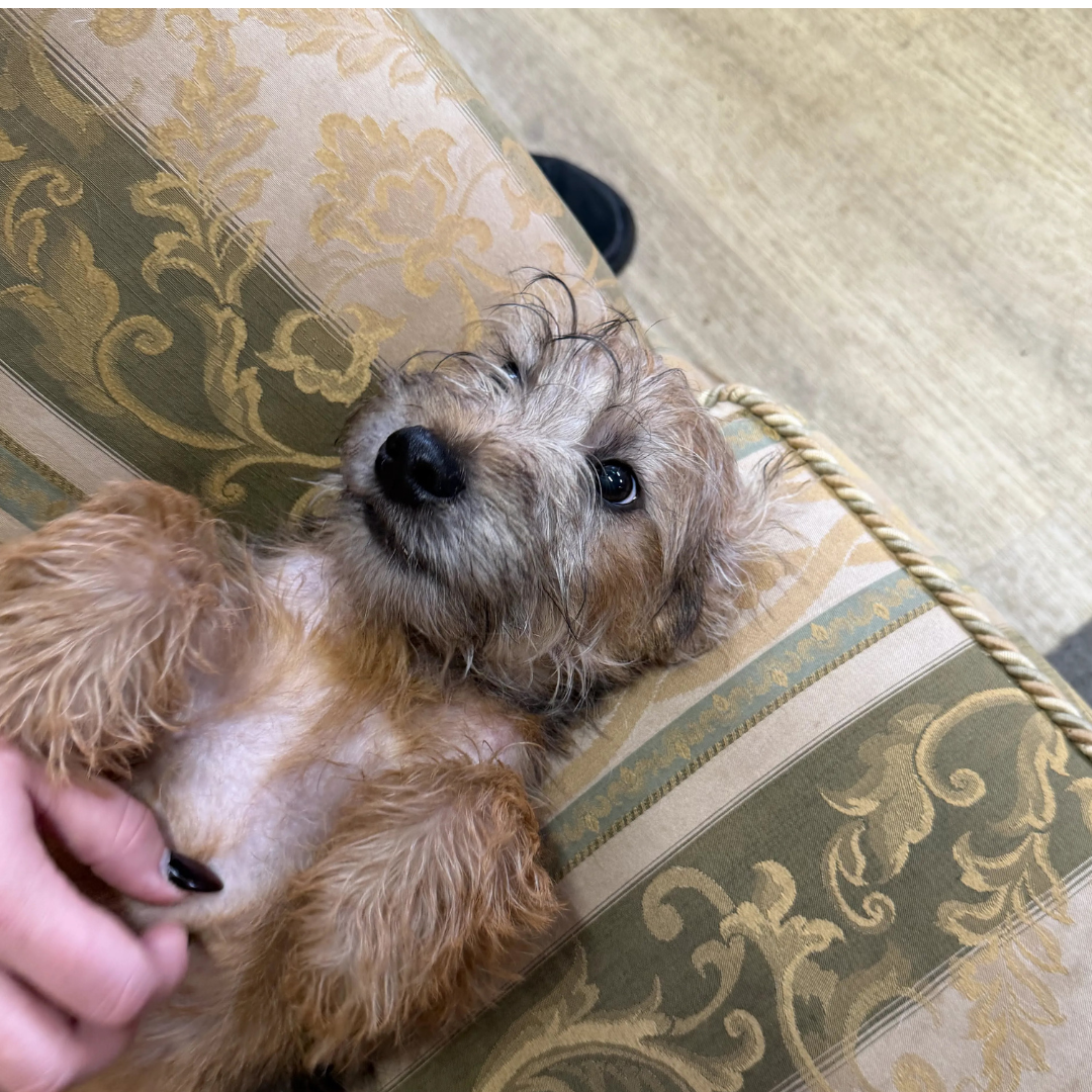 Jasper – 5 month old Male
