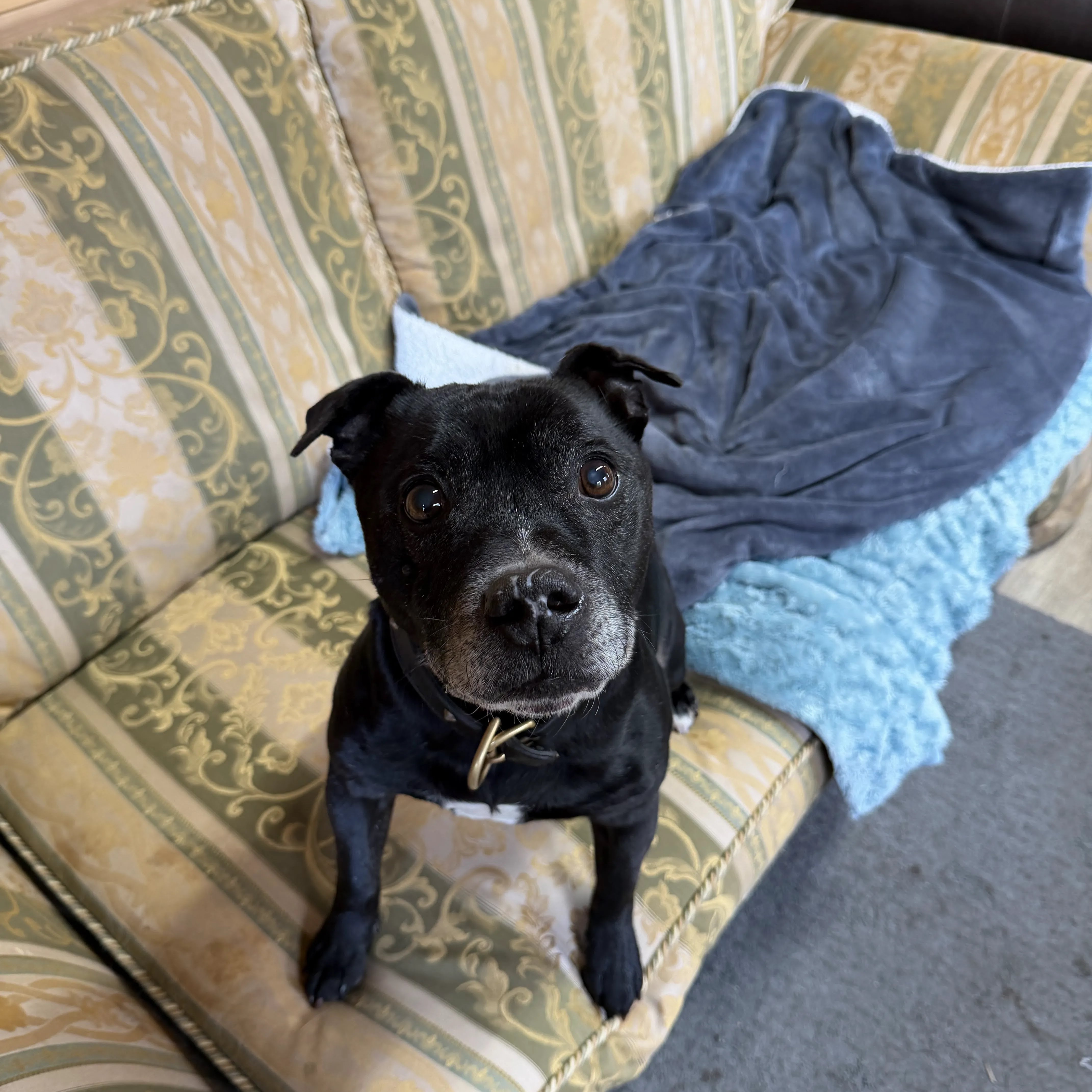 Tyson – 13 year old Male