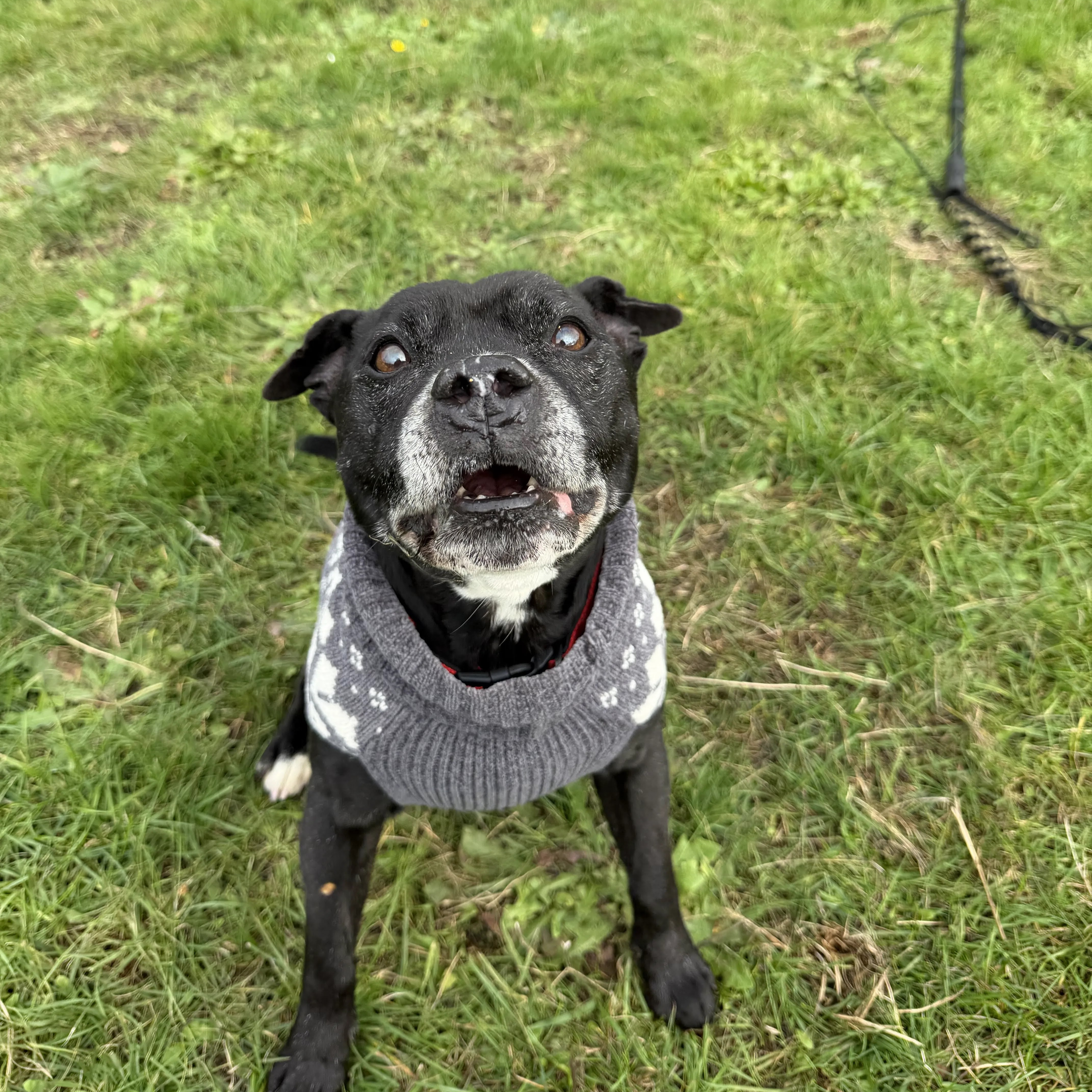 Tyson – 13 year old Male