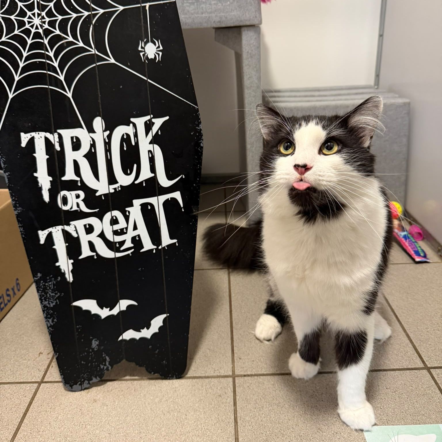 Mario-2 Year Old Male