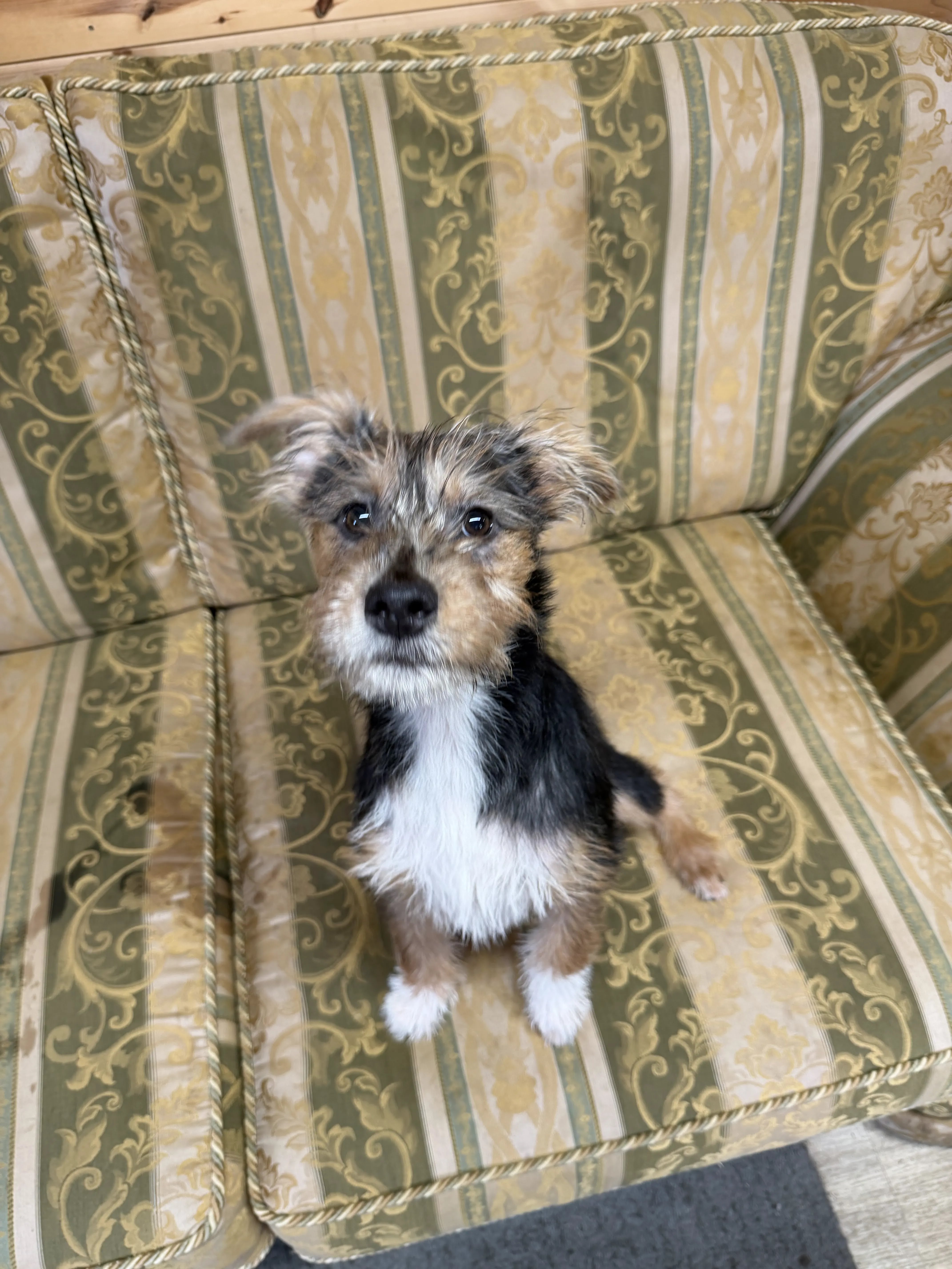Emmett – 5 month old Male
