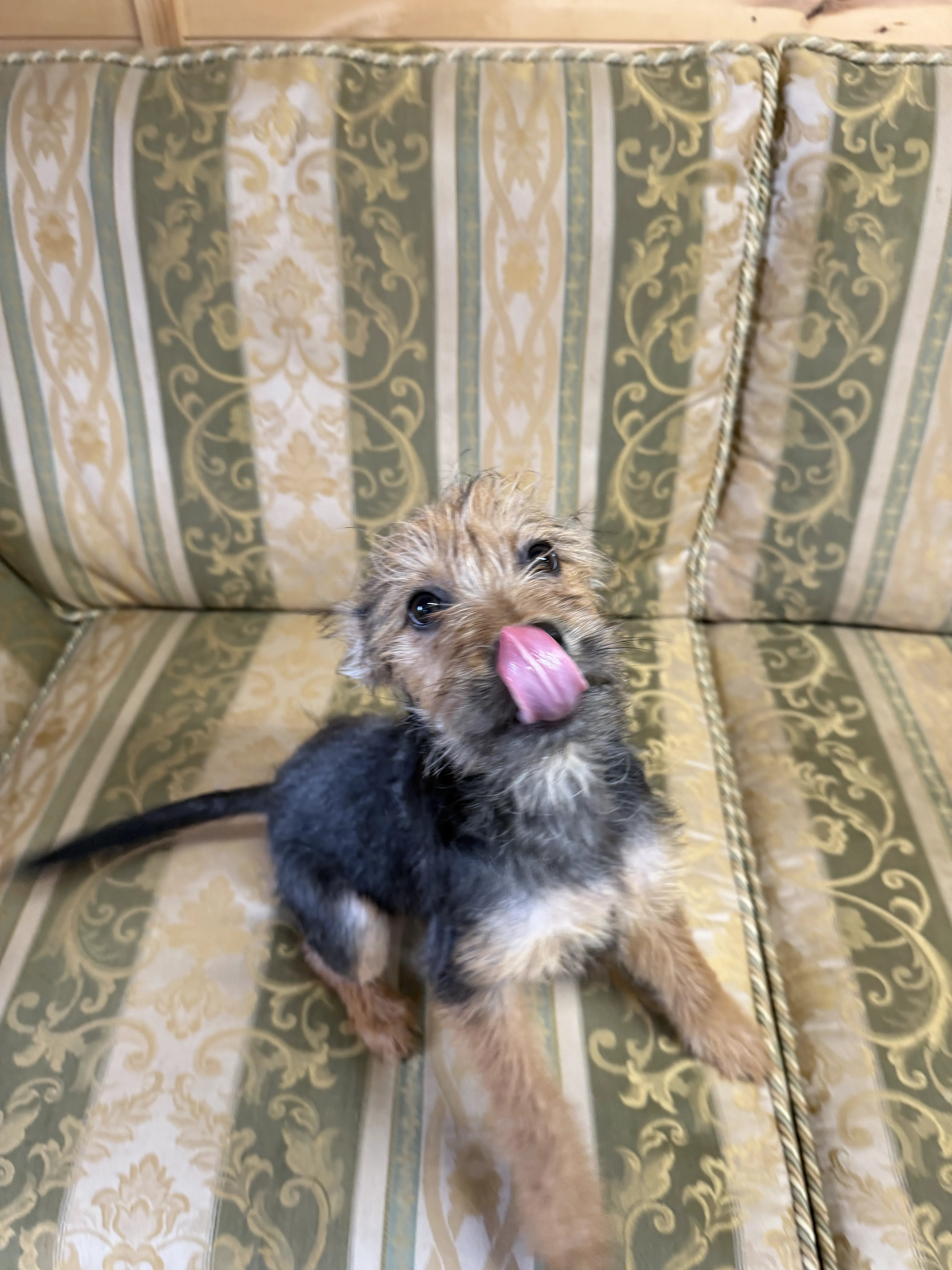 Jacob – 5 month old Male