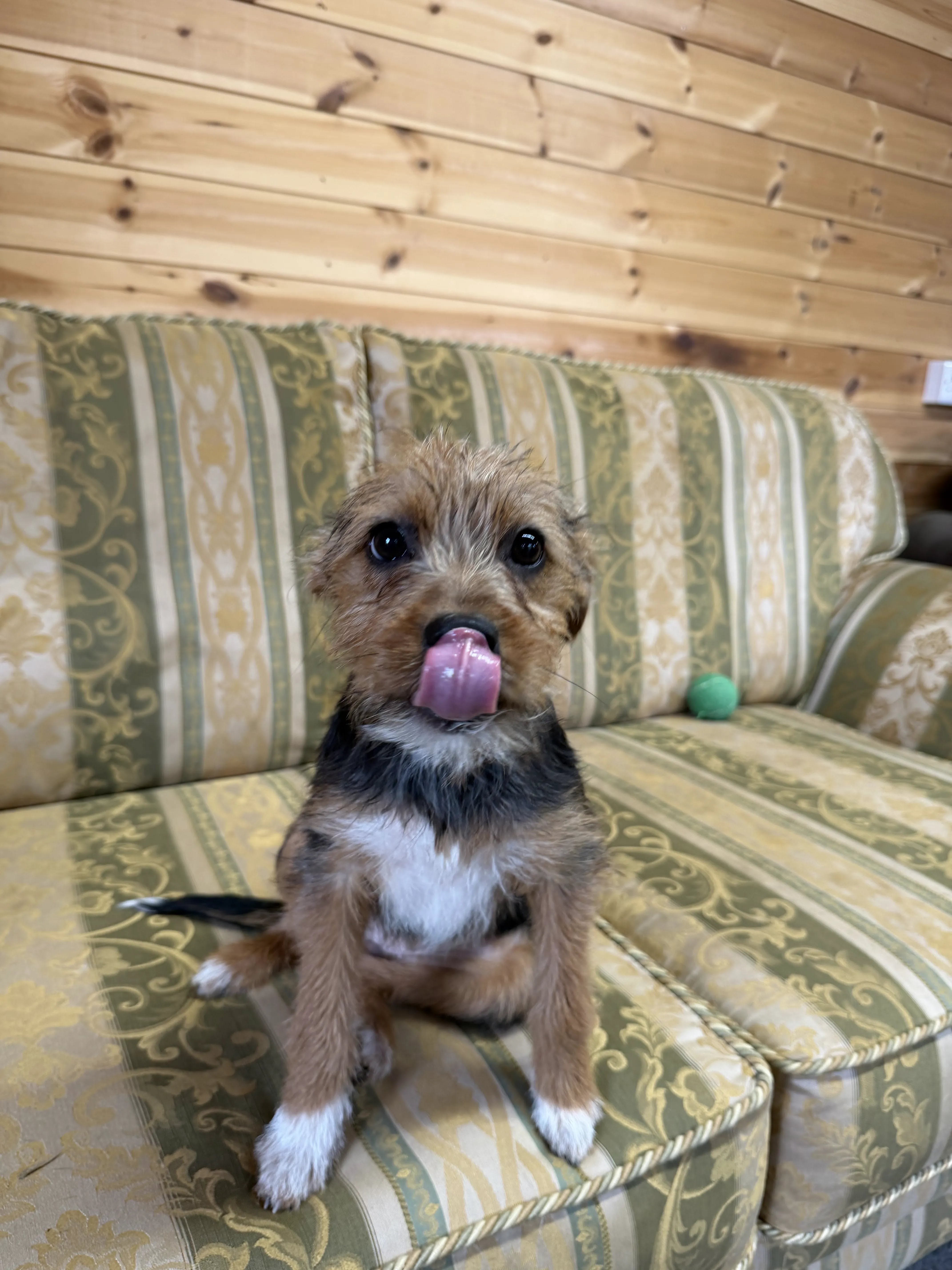 Bella – 5 month old Female