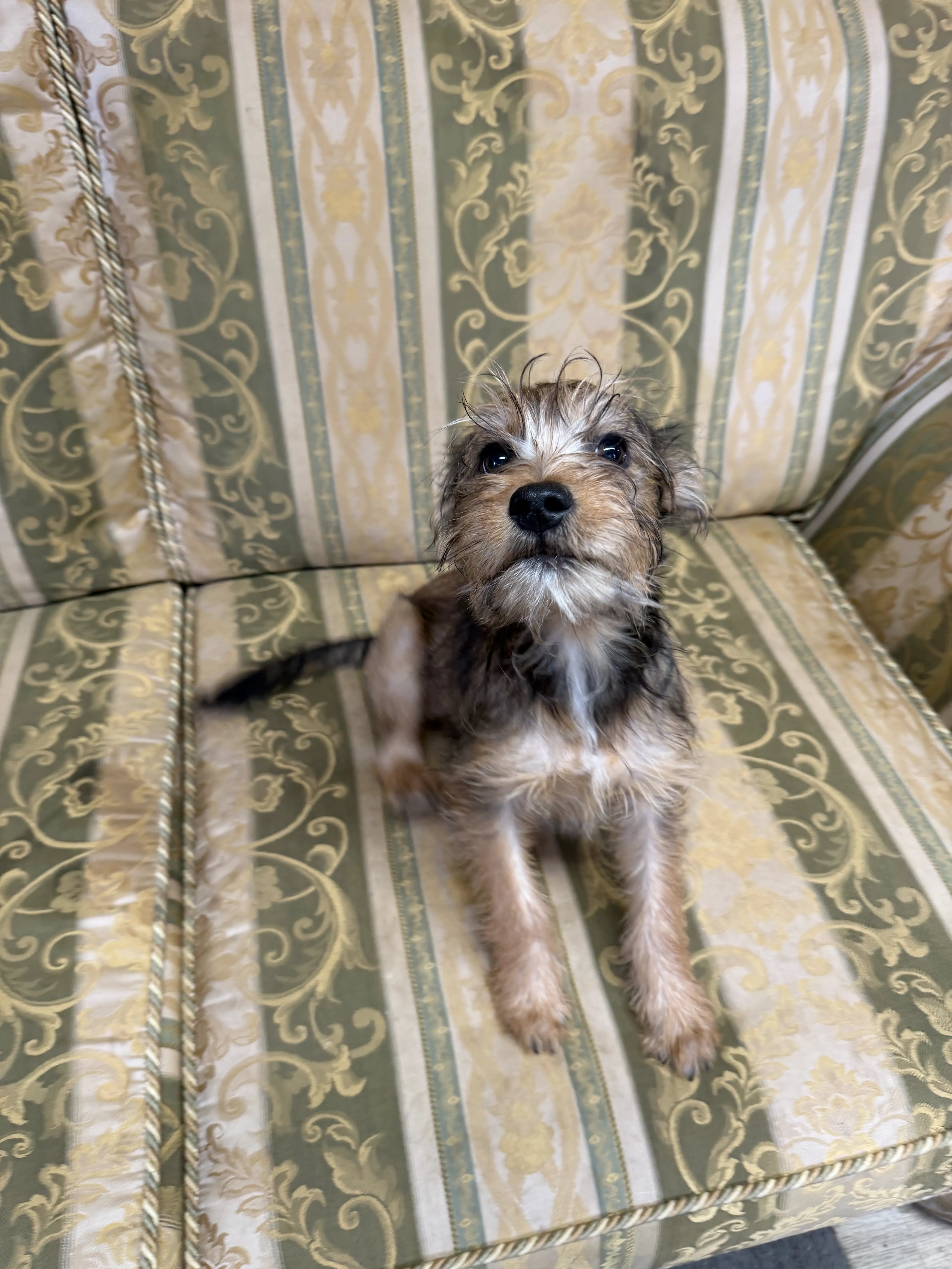 Edward – 5 month old Male