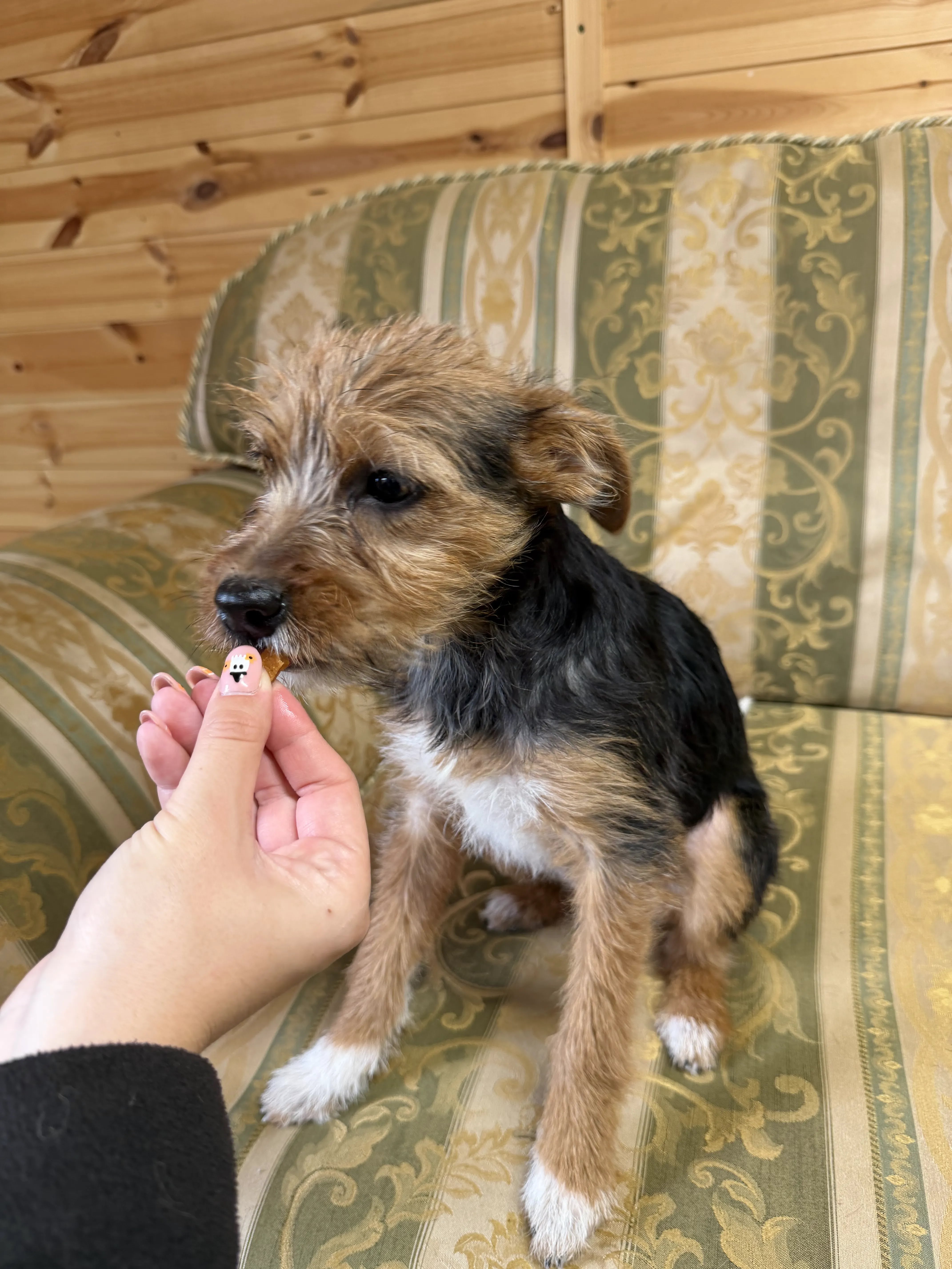 Bella – 5 month old Female