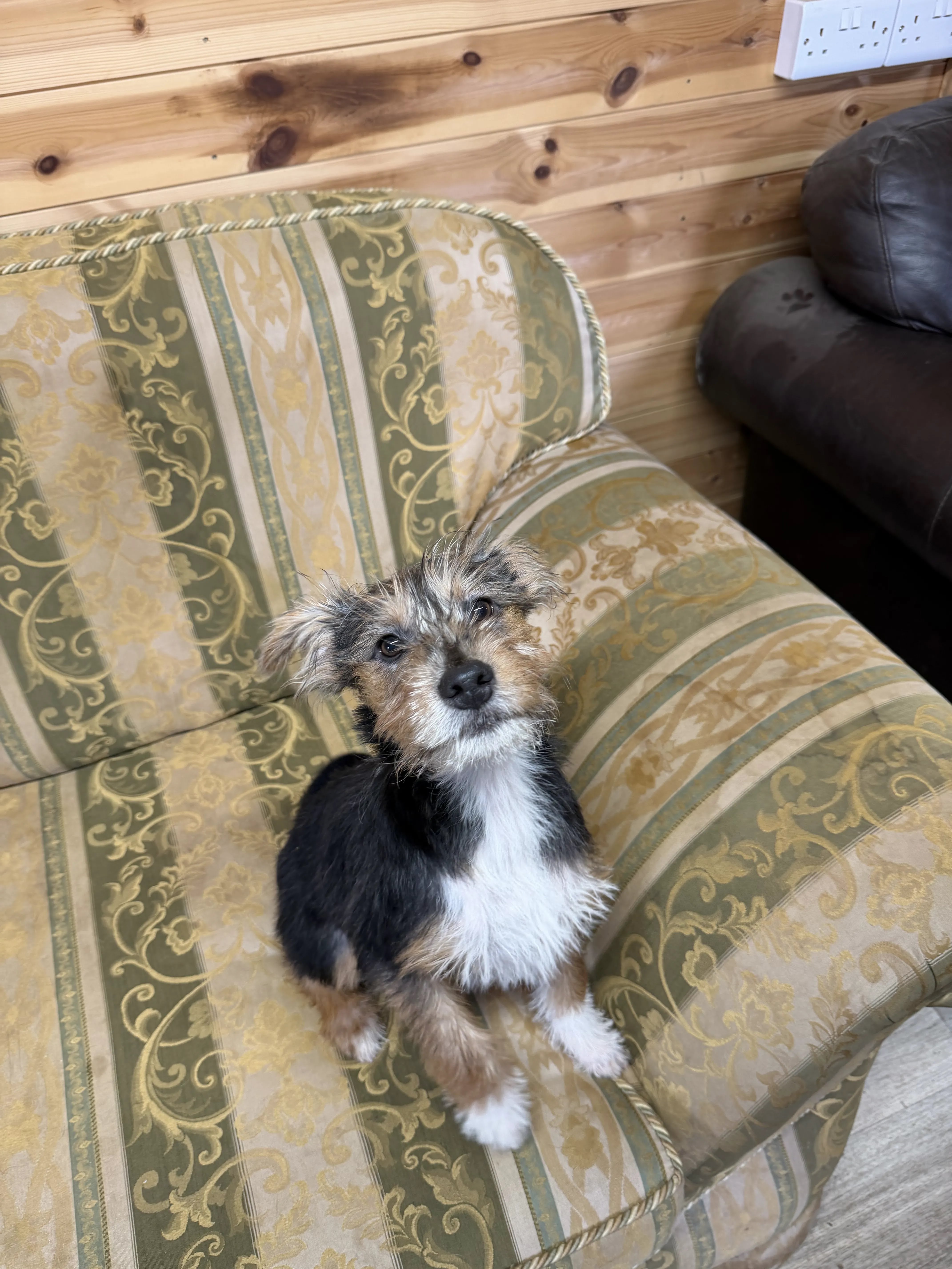 Emmett – 5 month old Male