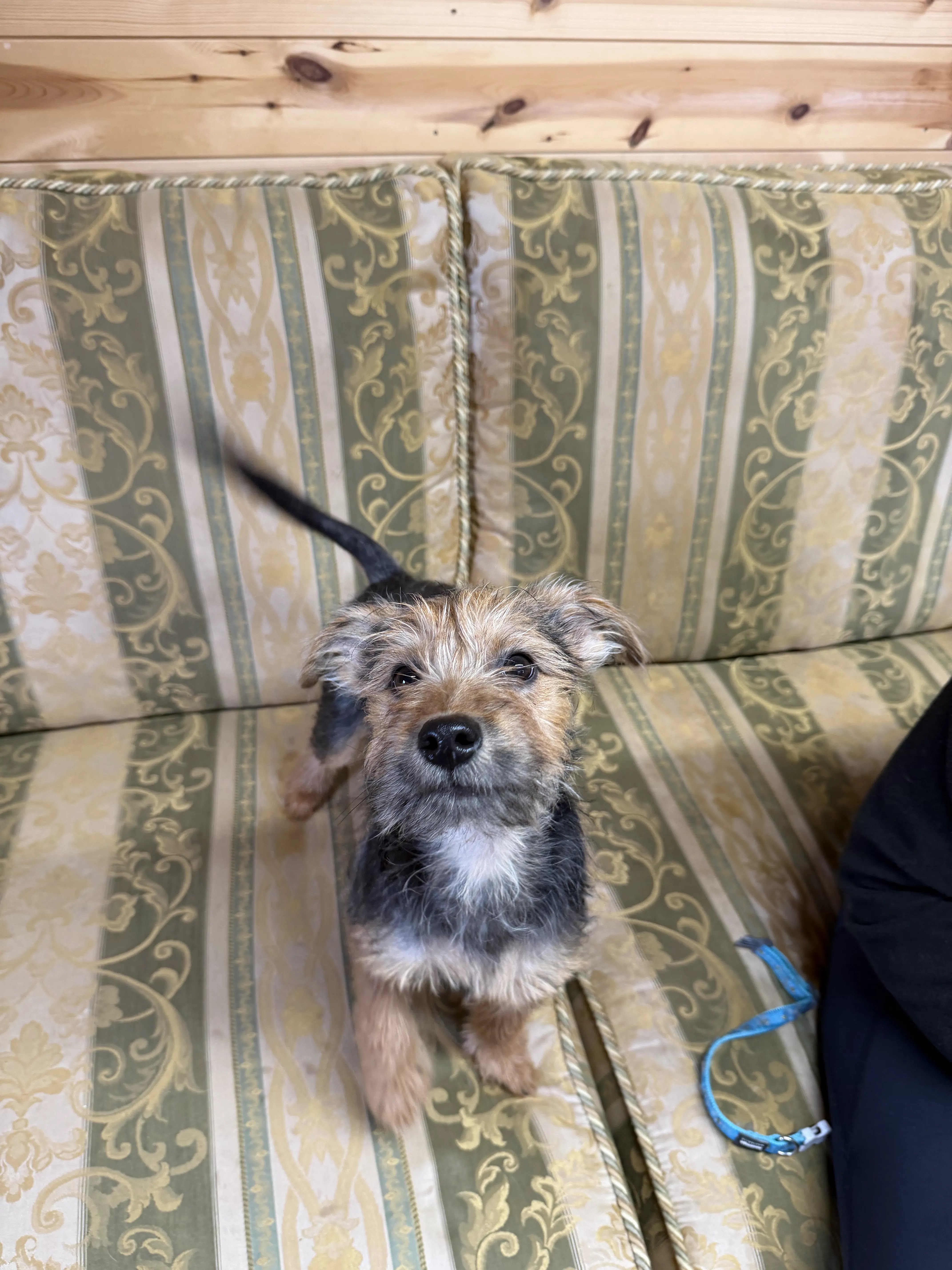 Jacob – 5 month old Male