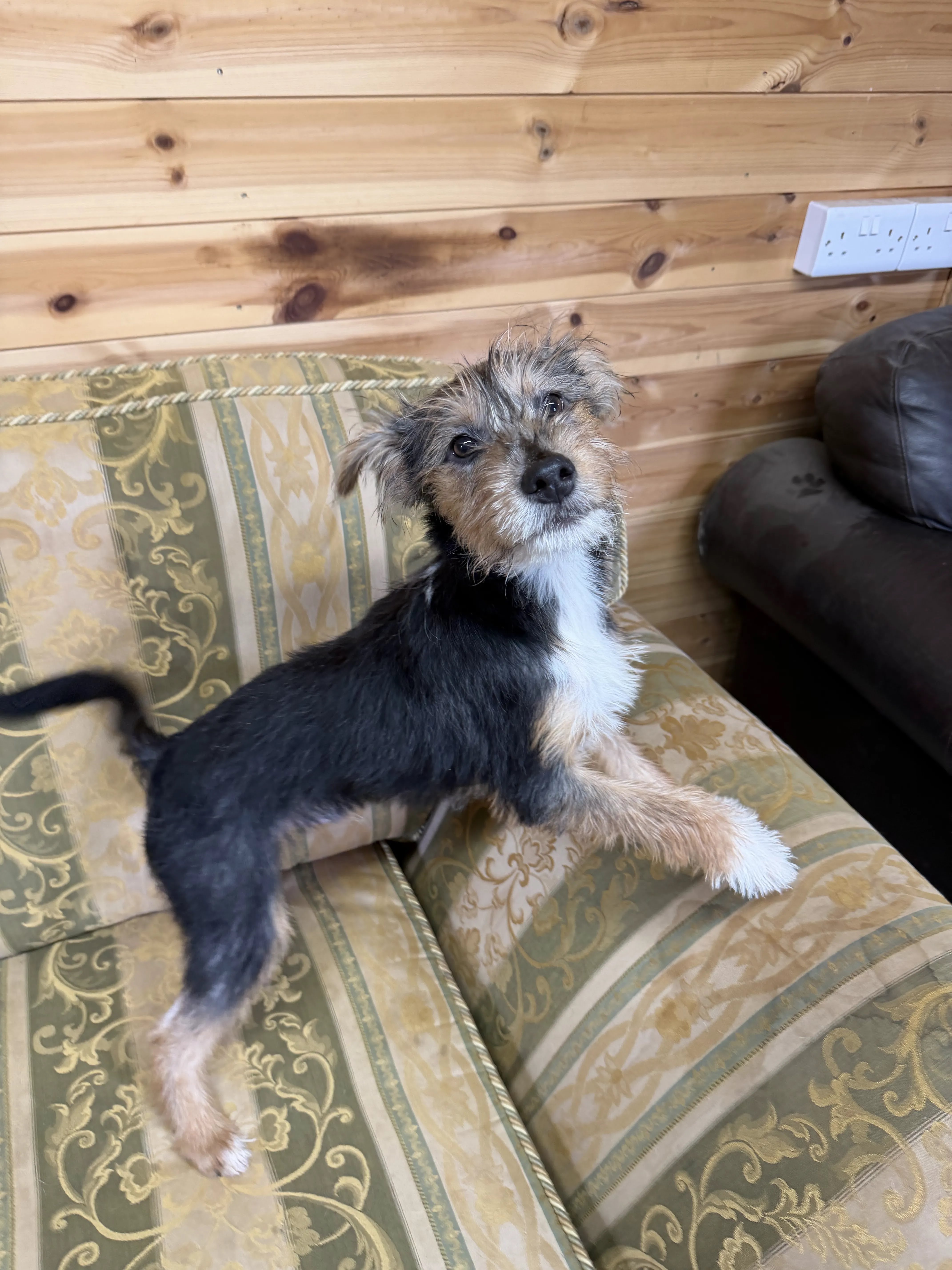 Emmett – 5 month old Male
