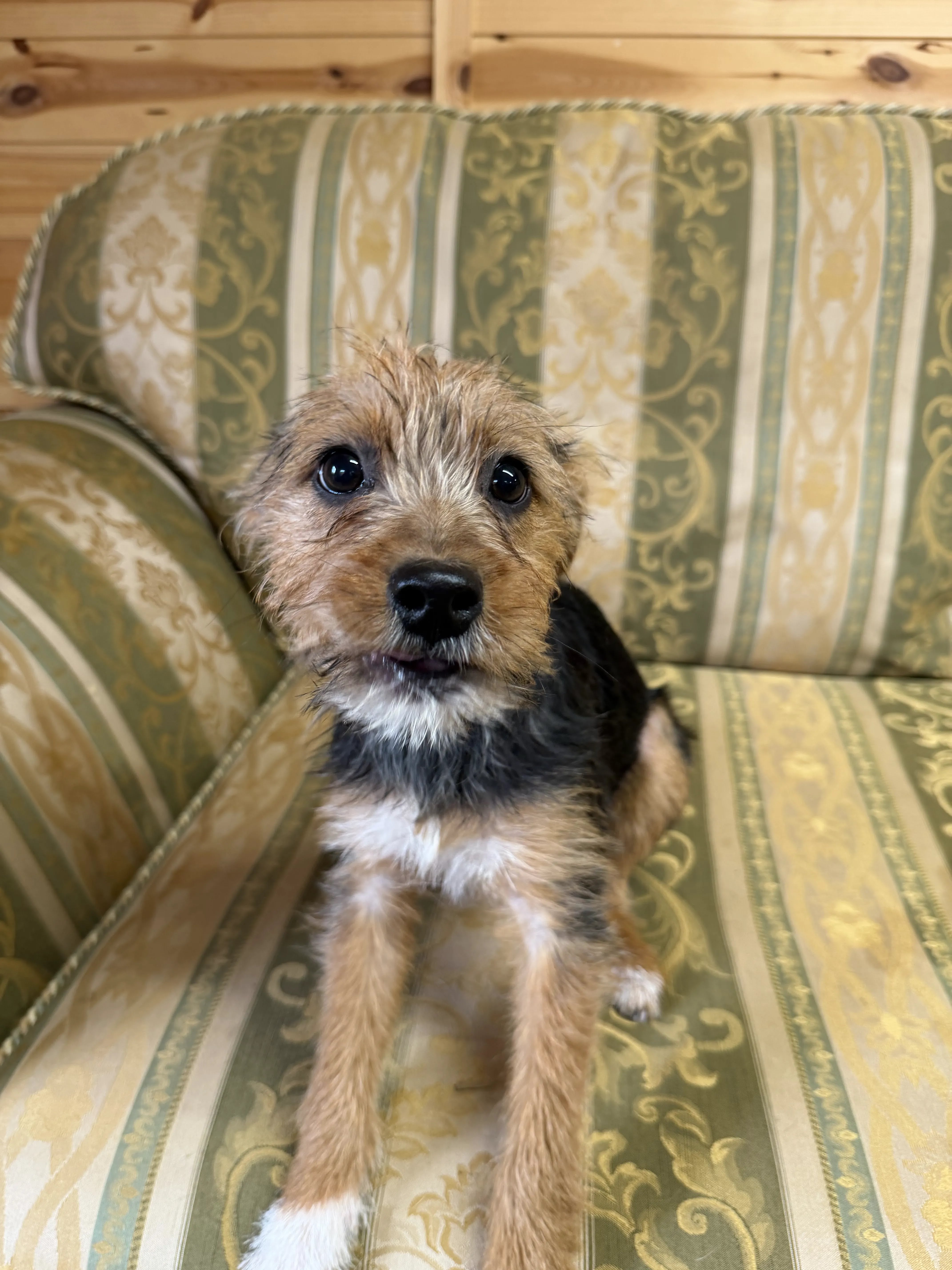 Bella – 5 month old Female
